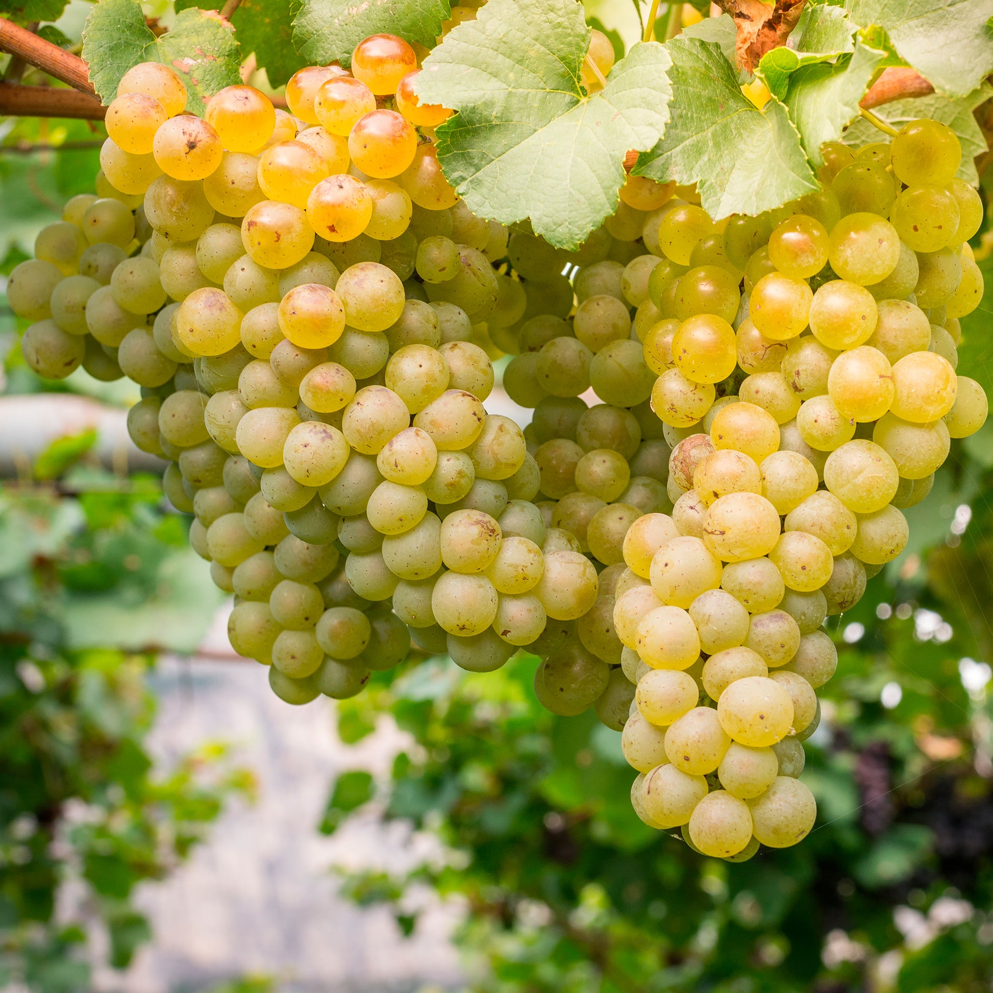 Verkauf Weinrebe ‘Chardonnay’ - Vitis vinifera chardonnay