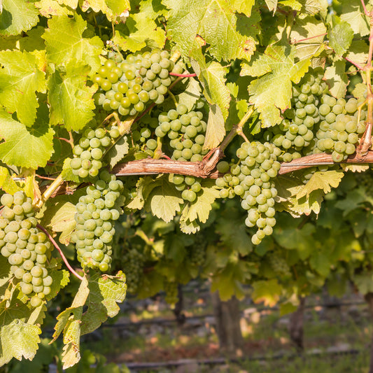 Weinrebe ‘Chardonnay’ - Bakker