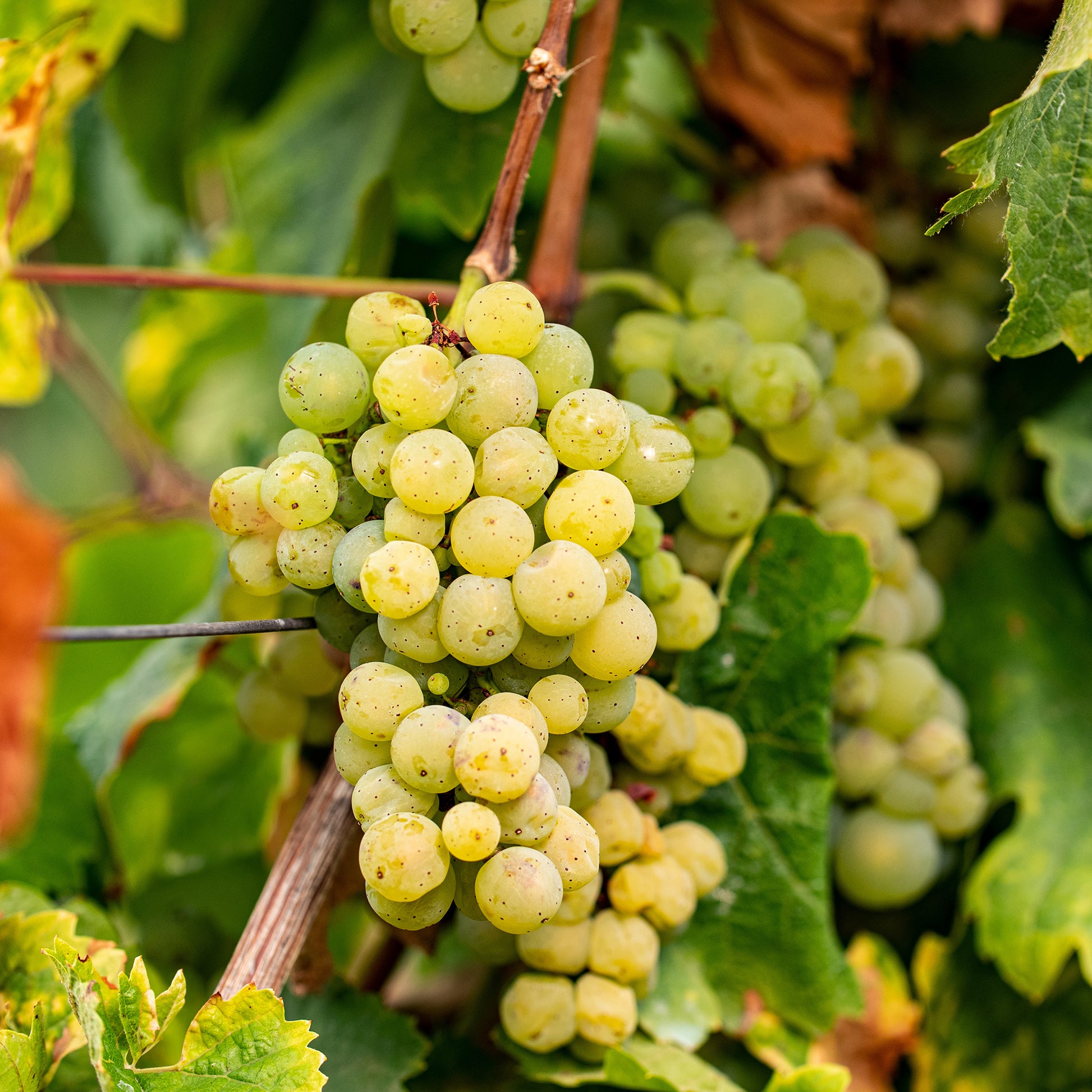 Weinrebe - Weinrebe ‘Chardonnay’ - Vitis vinifera chardonnay