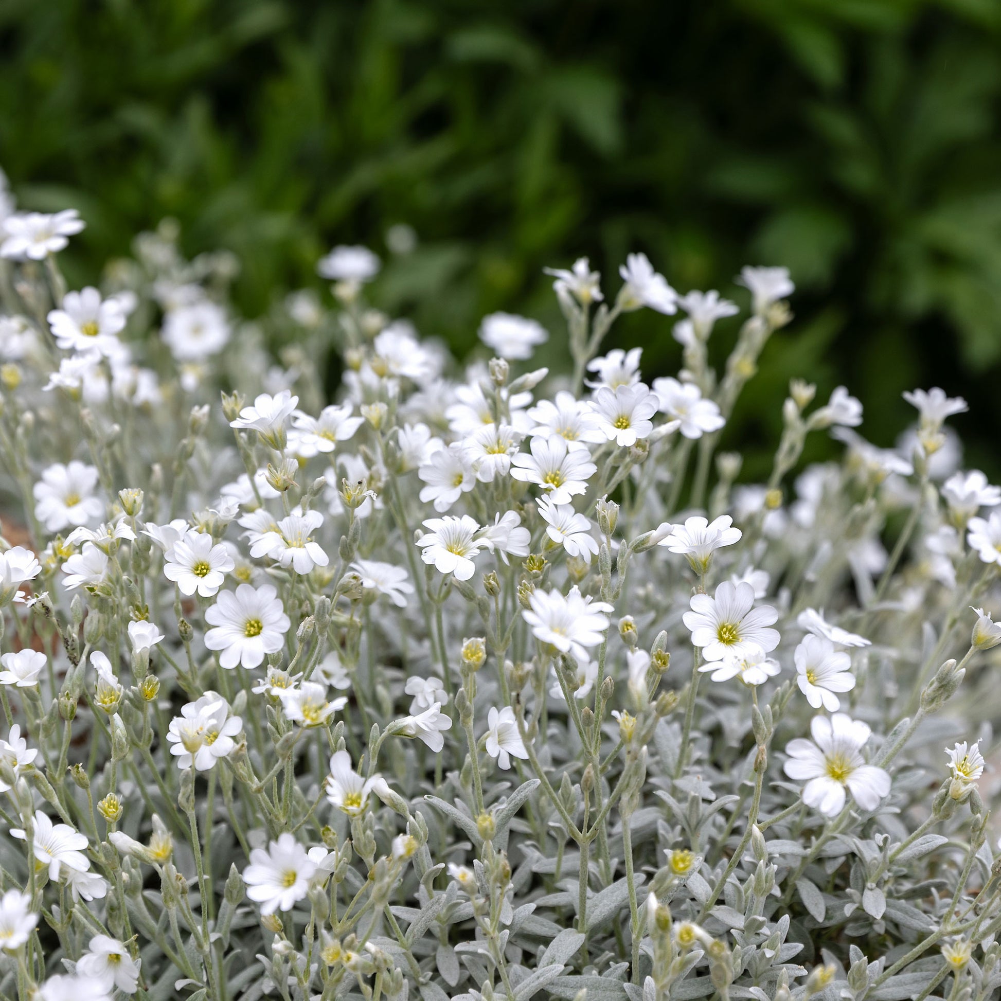Verkauf Filziges Hornkraut (x3) - Cerastium tomentosum