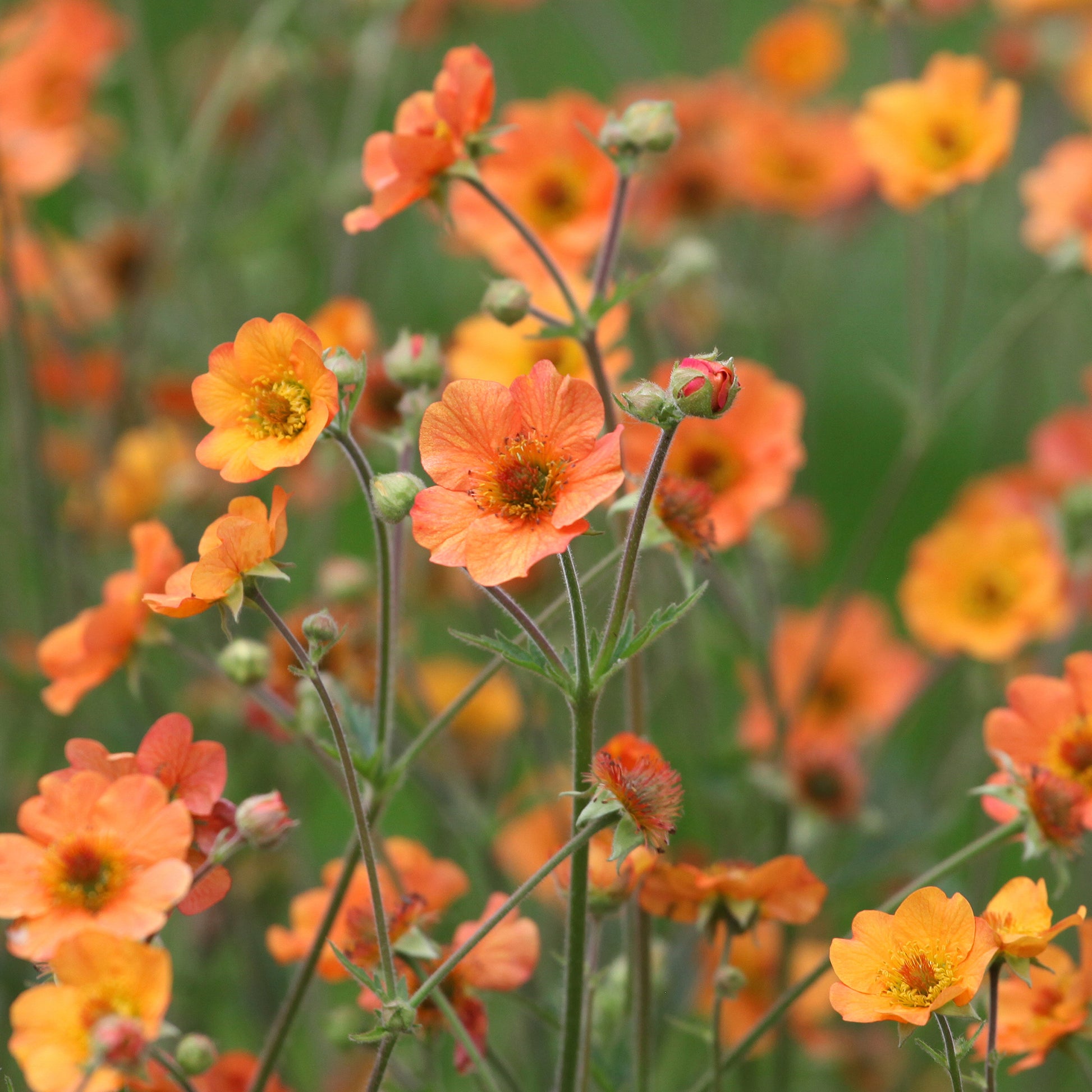 Nelkenwurz ‘Totally Tangerine’ - Nelkenwurz - Bakker