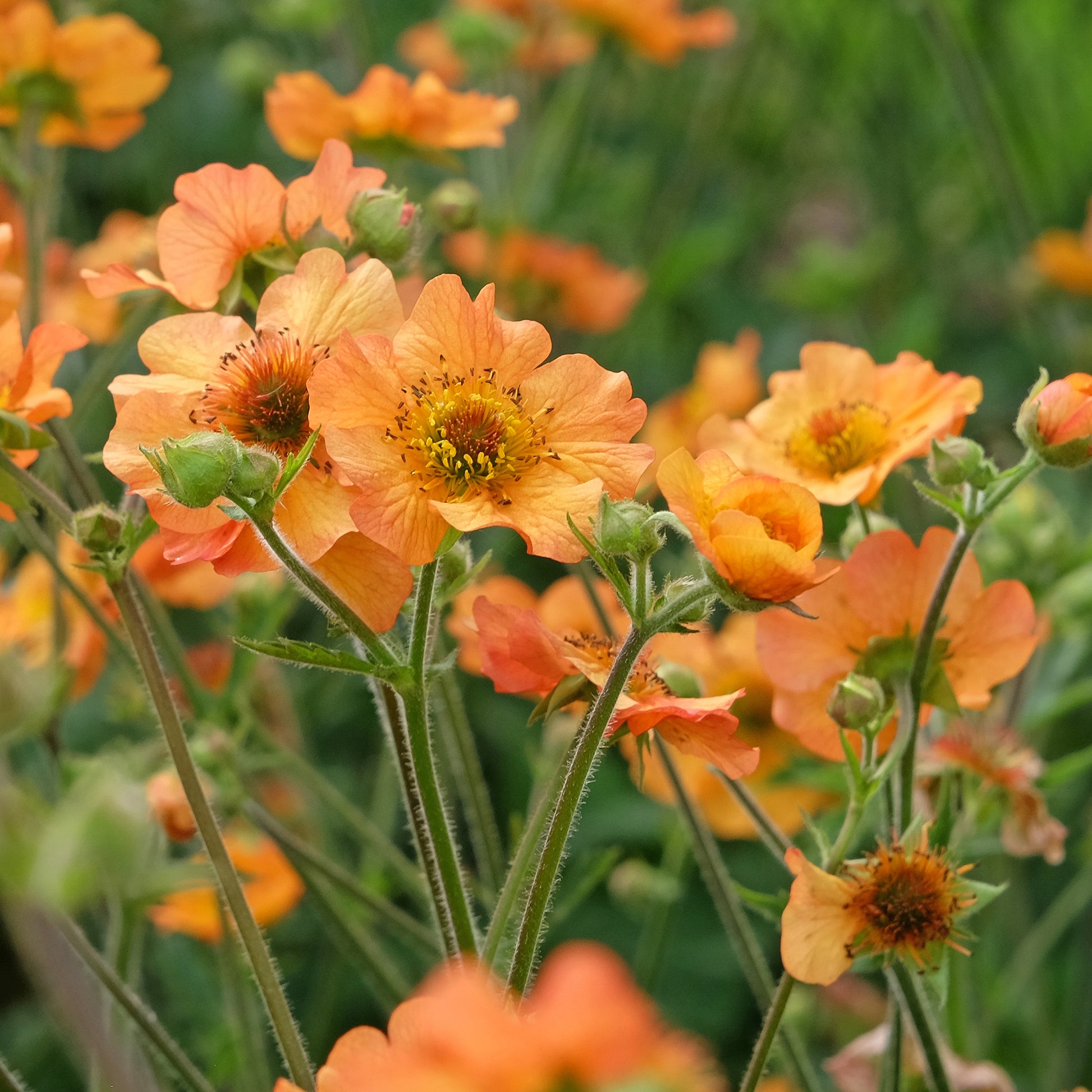 Verkauf Nelkenwurz ‘Totally Tangerine’