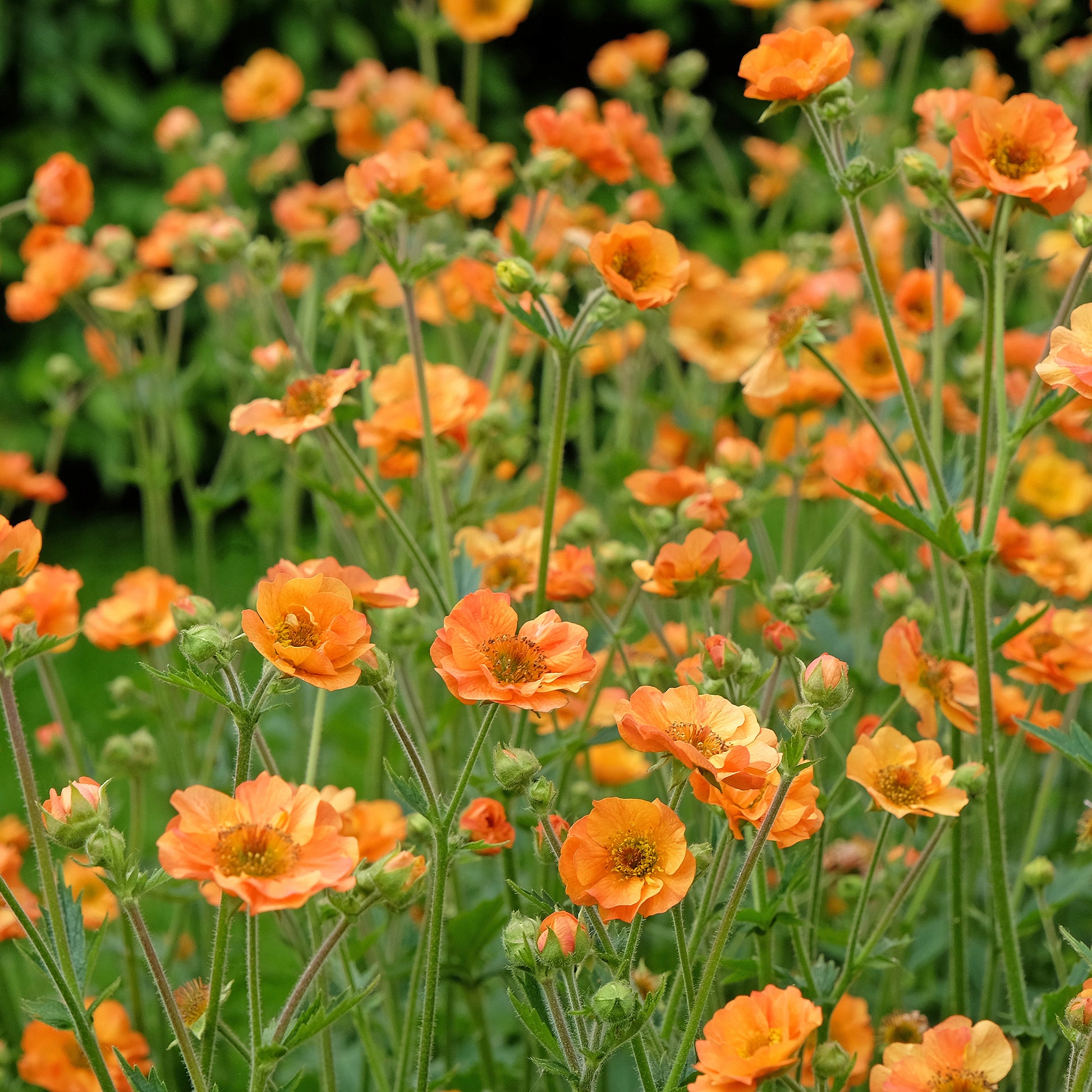 Verkauf Nelkenwurz ‘Totally Tangerine’ - Geum Totally Tangerine