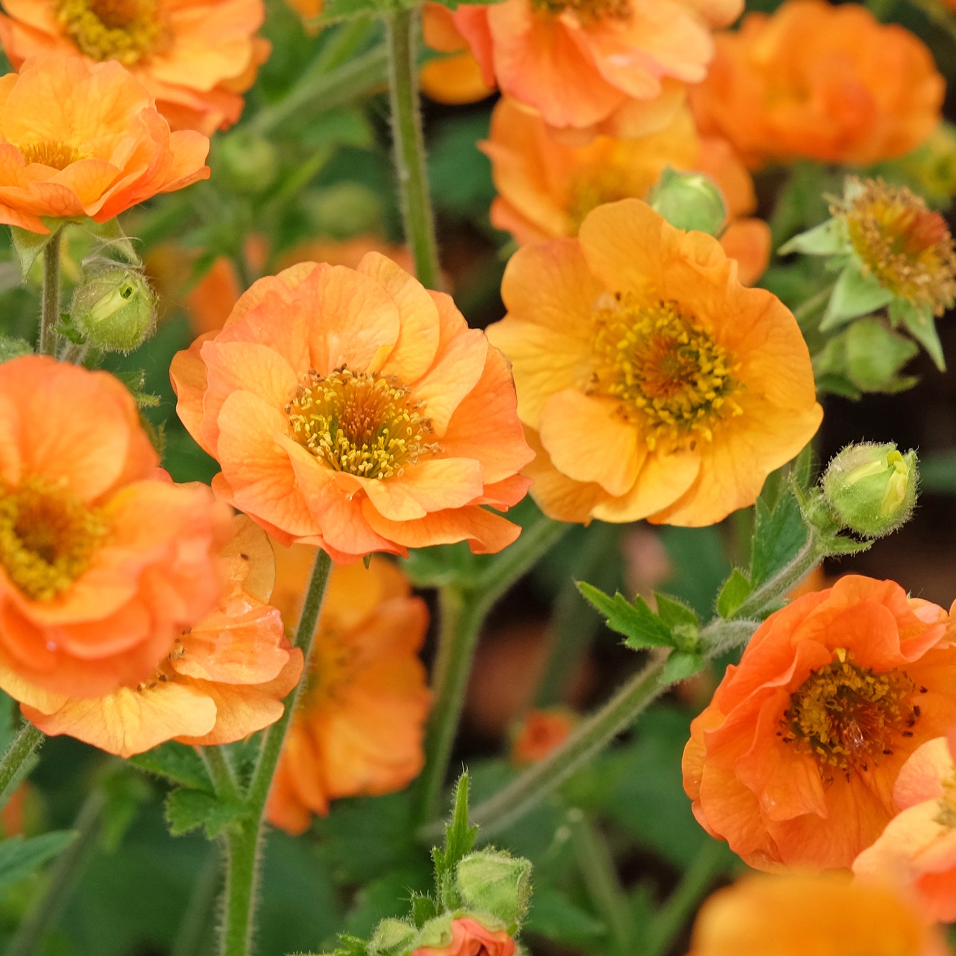 Nelkenwurz - Nelkenwurz ‘Totally Tangerine’ - Geum Totally Tangerine