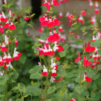 Salbei Hot Lips - Bakker