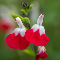 Salbei Hot Lips - Salvia microphylla hotlips (grahamii) - Bakker