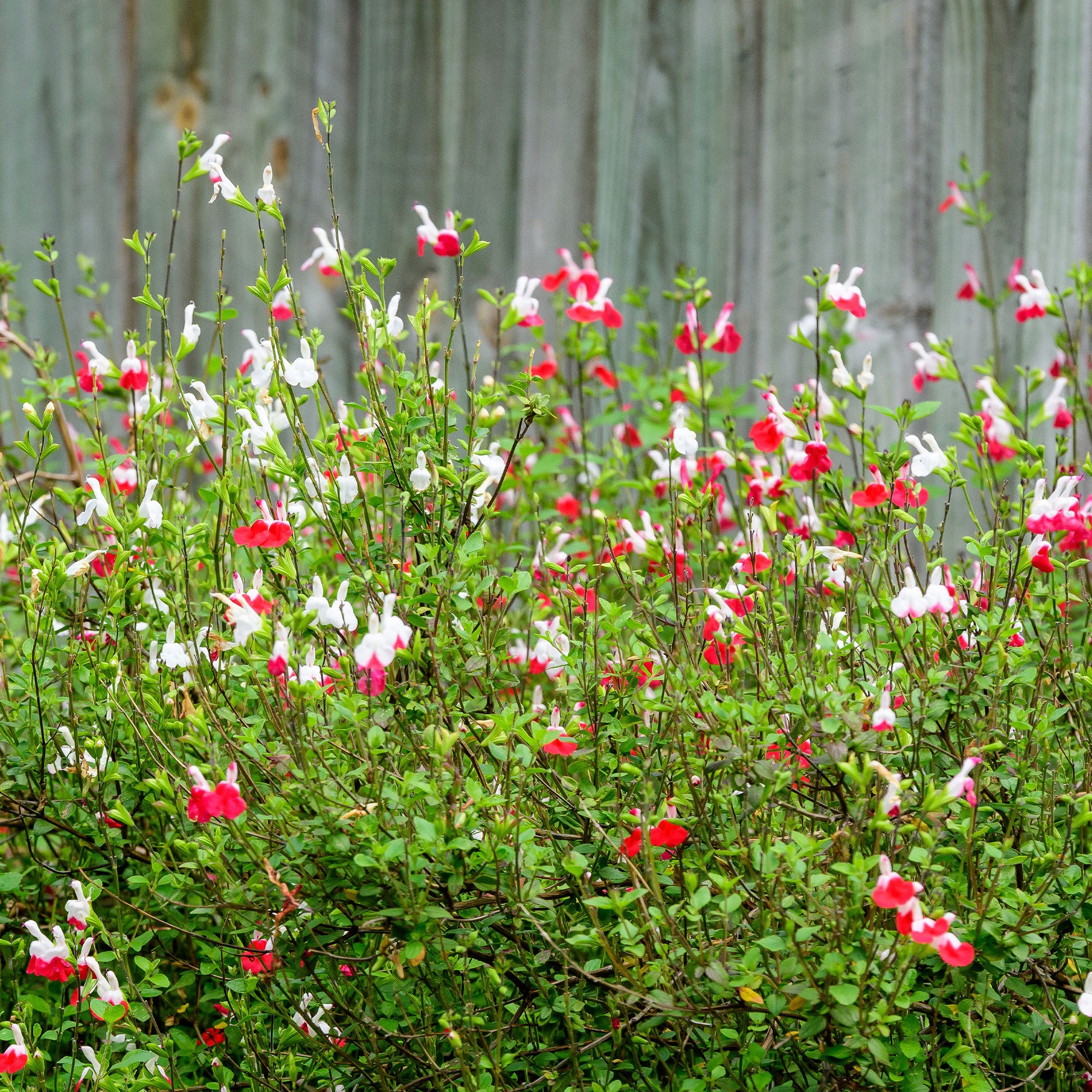Salvia microphylla hotlips (grahamii) - Salbei Hot Lips - Salbei