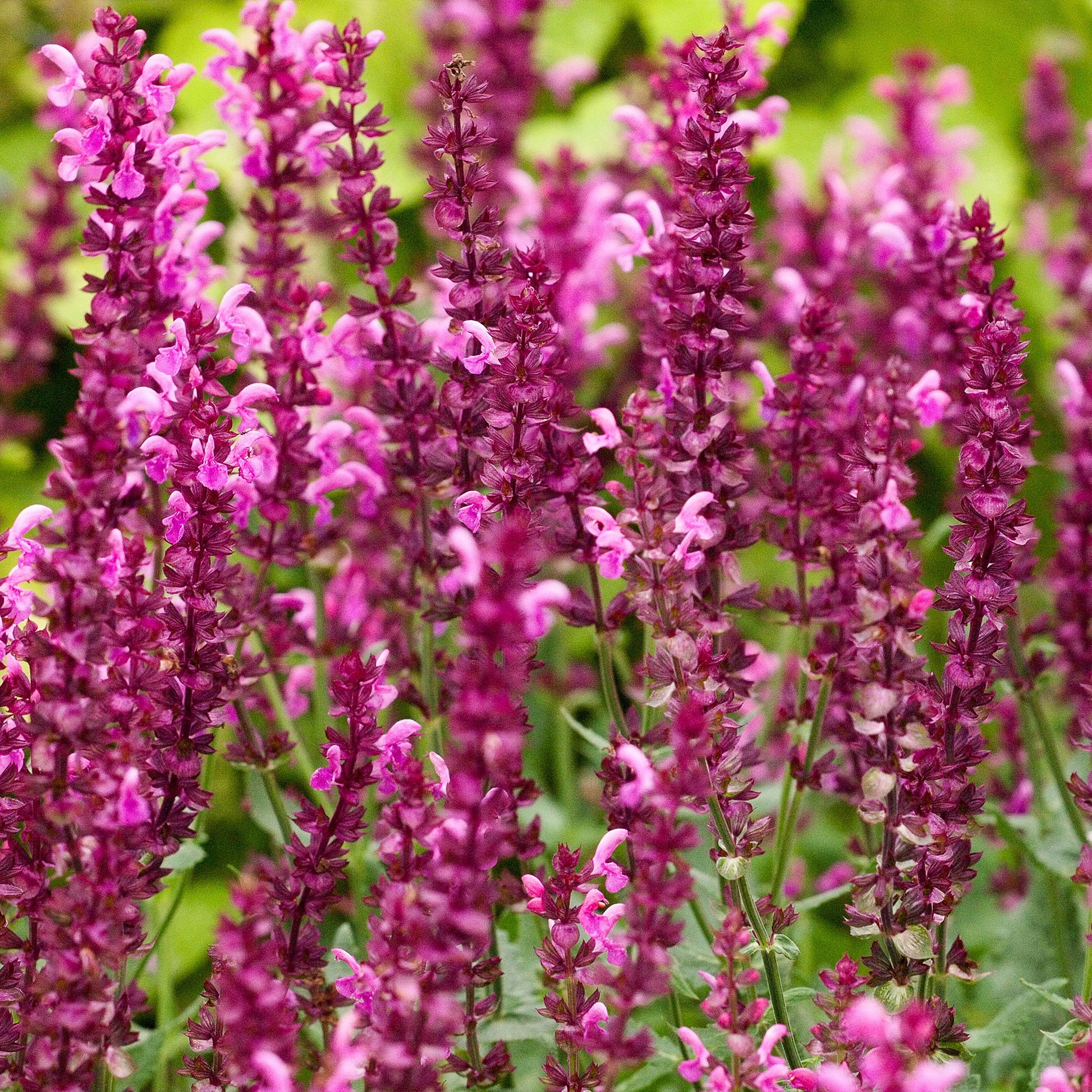 Salbei Friesland Pink (x3) - Salvia nemorosa friesland pink - Bakker
