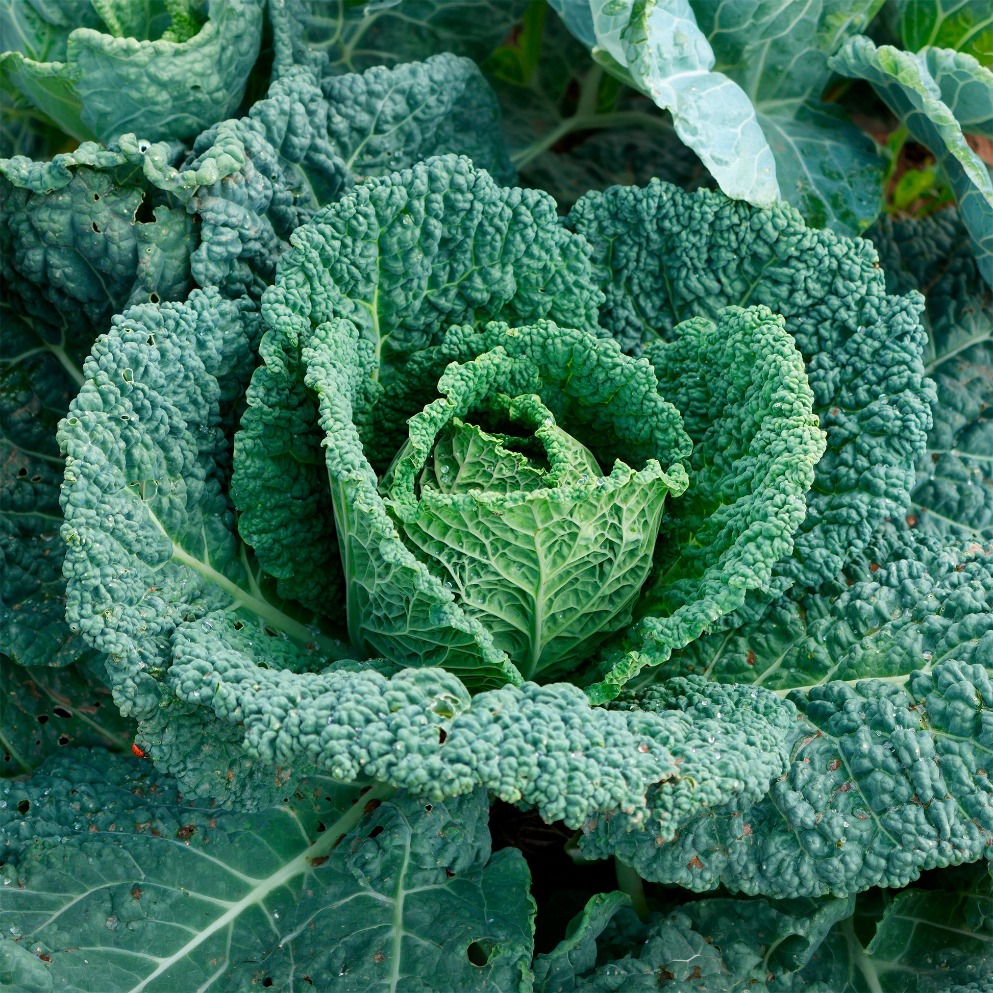 Wirsingkohl Capriccio F1 - Brassica oleracea sabauda capriccio f1 - Bakker