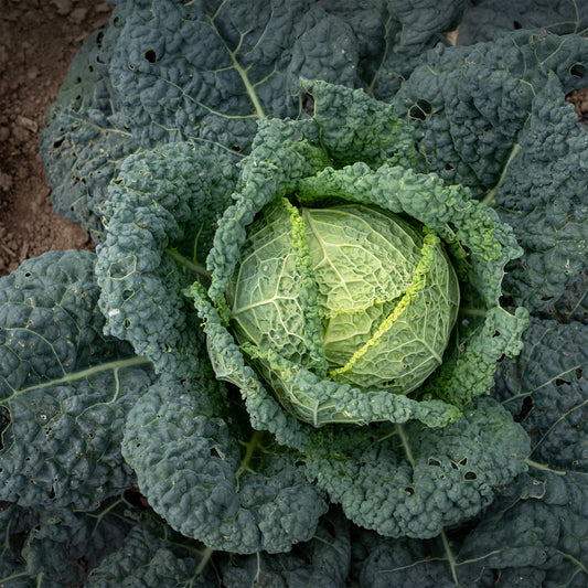 Wirsingkohl Capriccio F1 - Bakker