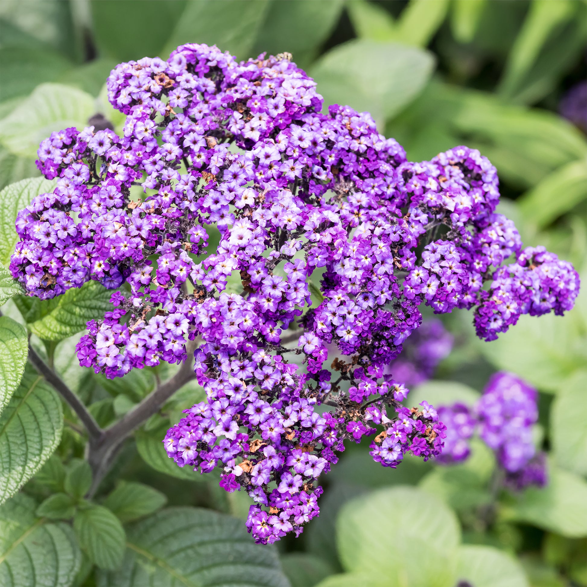 Vanilleblume (x3) - Heliotropium peruvianum - Bakker