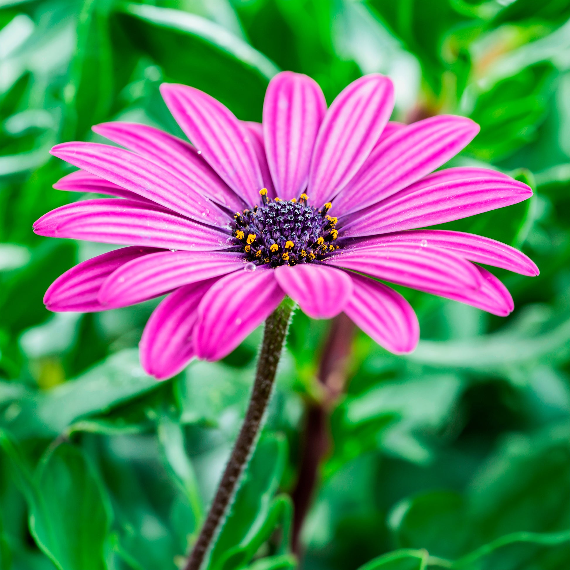 Osteospermum margarita purple - Kapmargeriten Purpur (x3) - Terrassen- und Balkonpflanzen für Töpfe und Balkonkästen