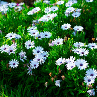Kapmargerite Weiß (x3) - Osteospermum margarita white - Bakker