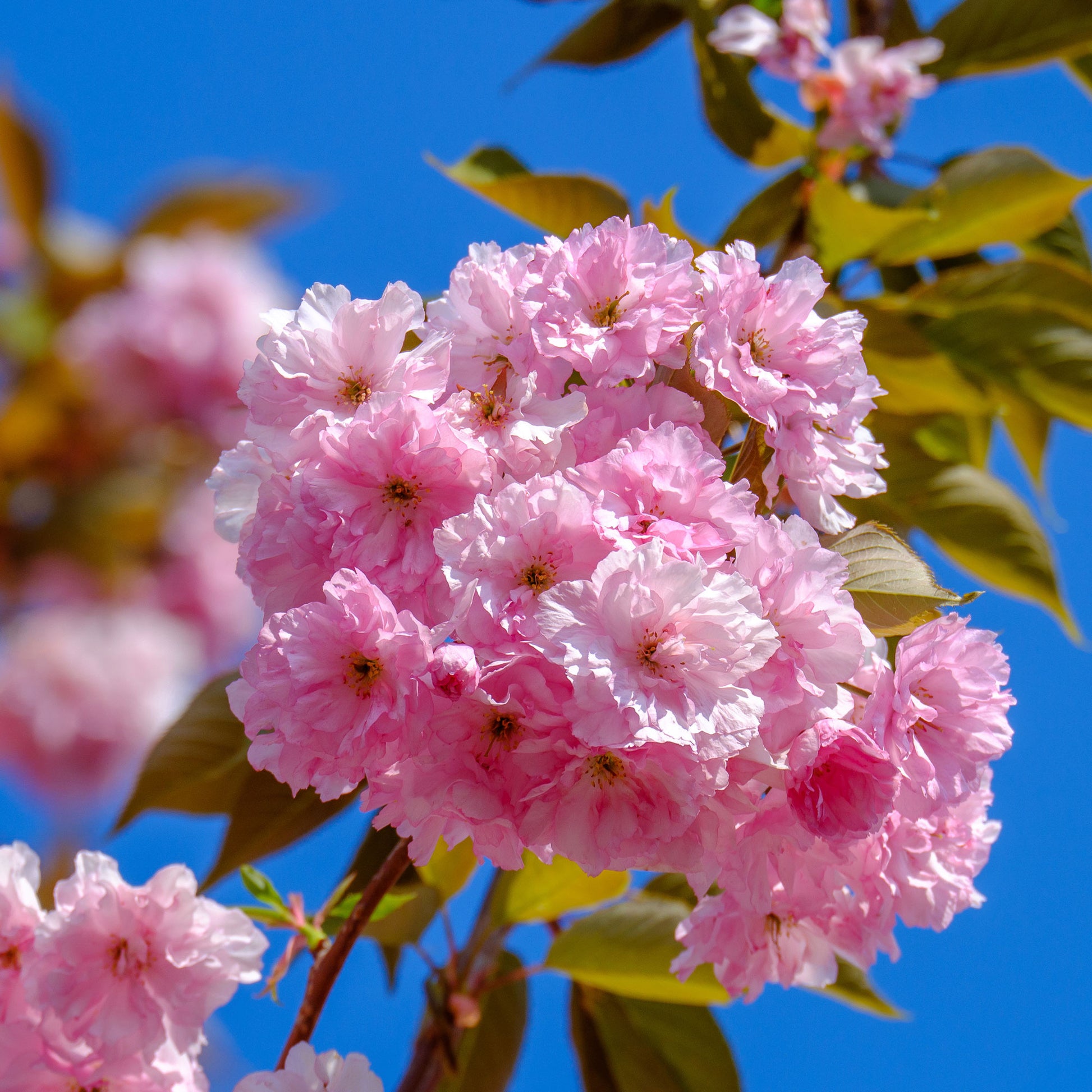 Prunus serrulata Kanzan - Japanische Blütenkirsche Kanzan - Japanische Kirschbäume - Prunus