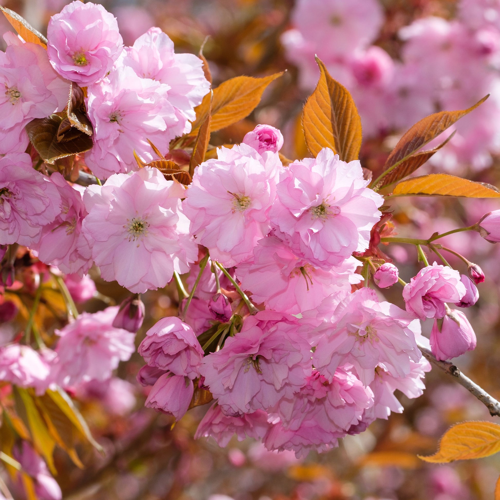 Japanische Blütenkirsche Kanzan - Prunus serrulata Kanzan - Bakker
