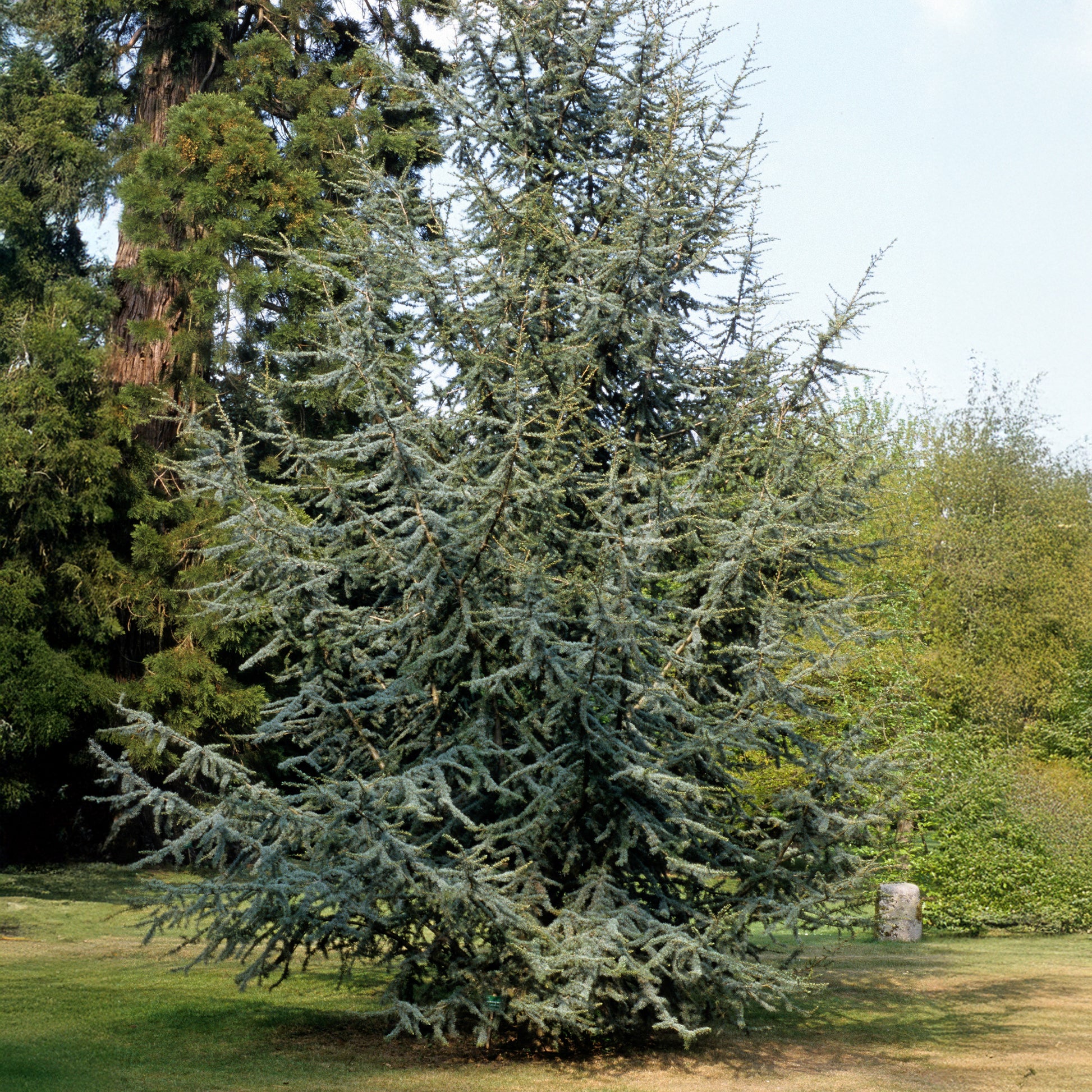 Verkauf Blaue Atlaszeder