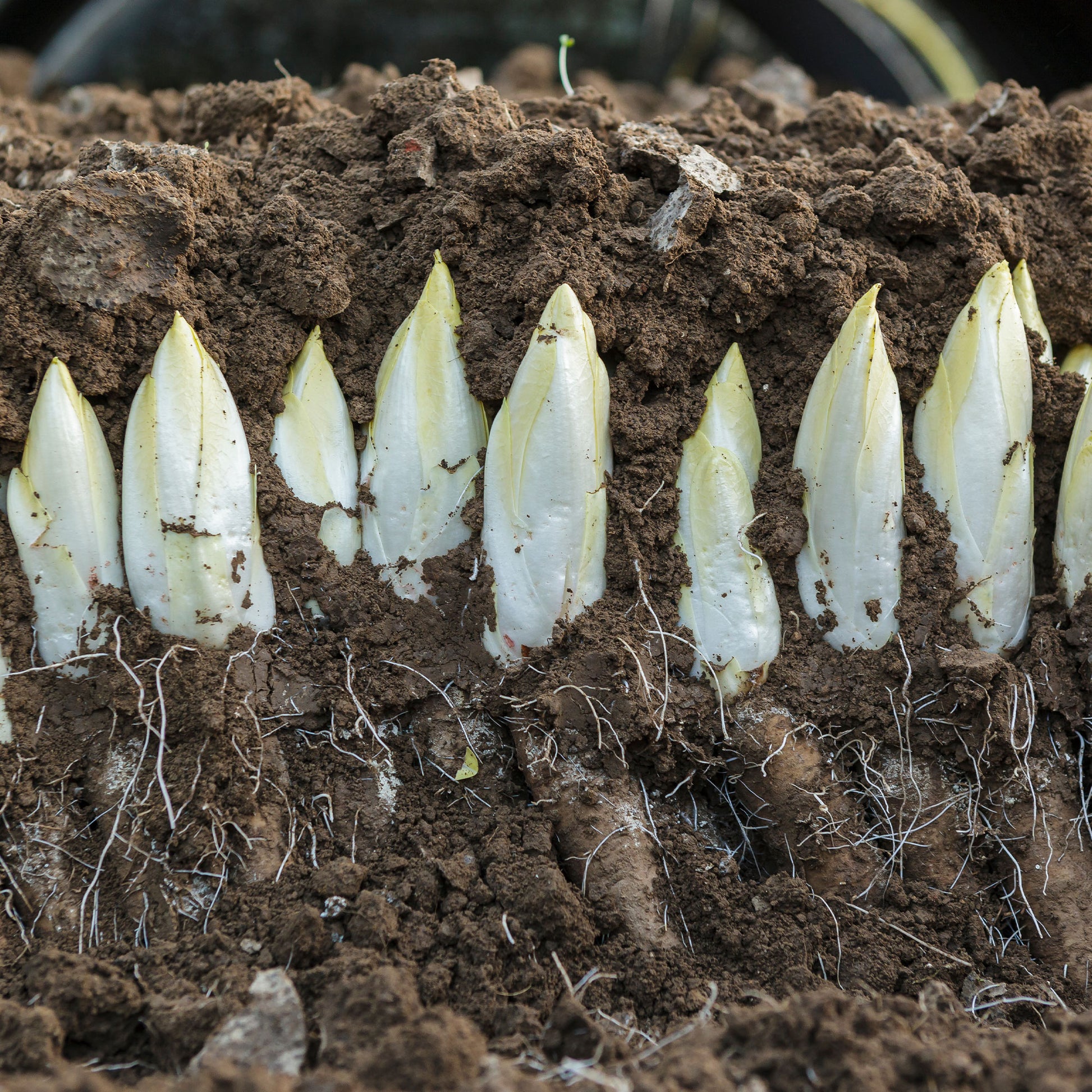 Cichorium intybus mechelse middelvroeg - Zichorie ‘Mechelse Middelvroeg’ Bio - Samen für Salate