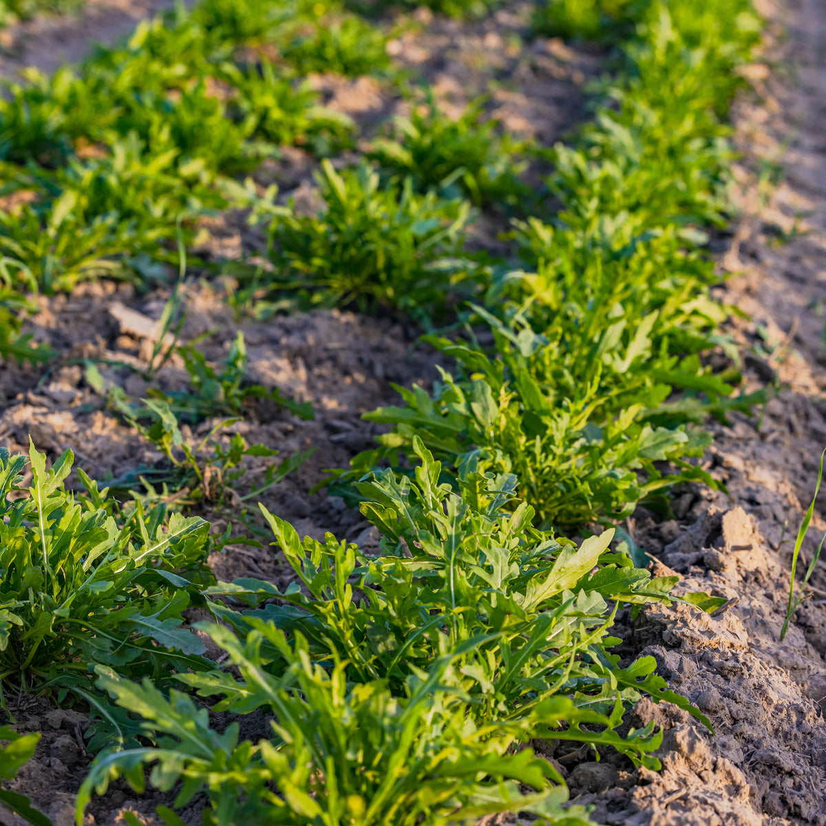Rucola Rocky Wild Bio - Diplotaxis selvatica rocky wild - Bakker