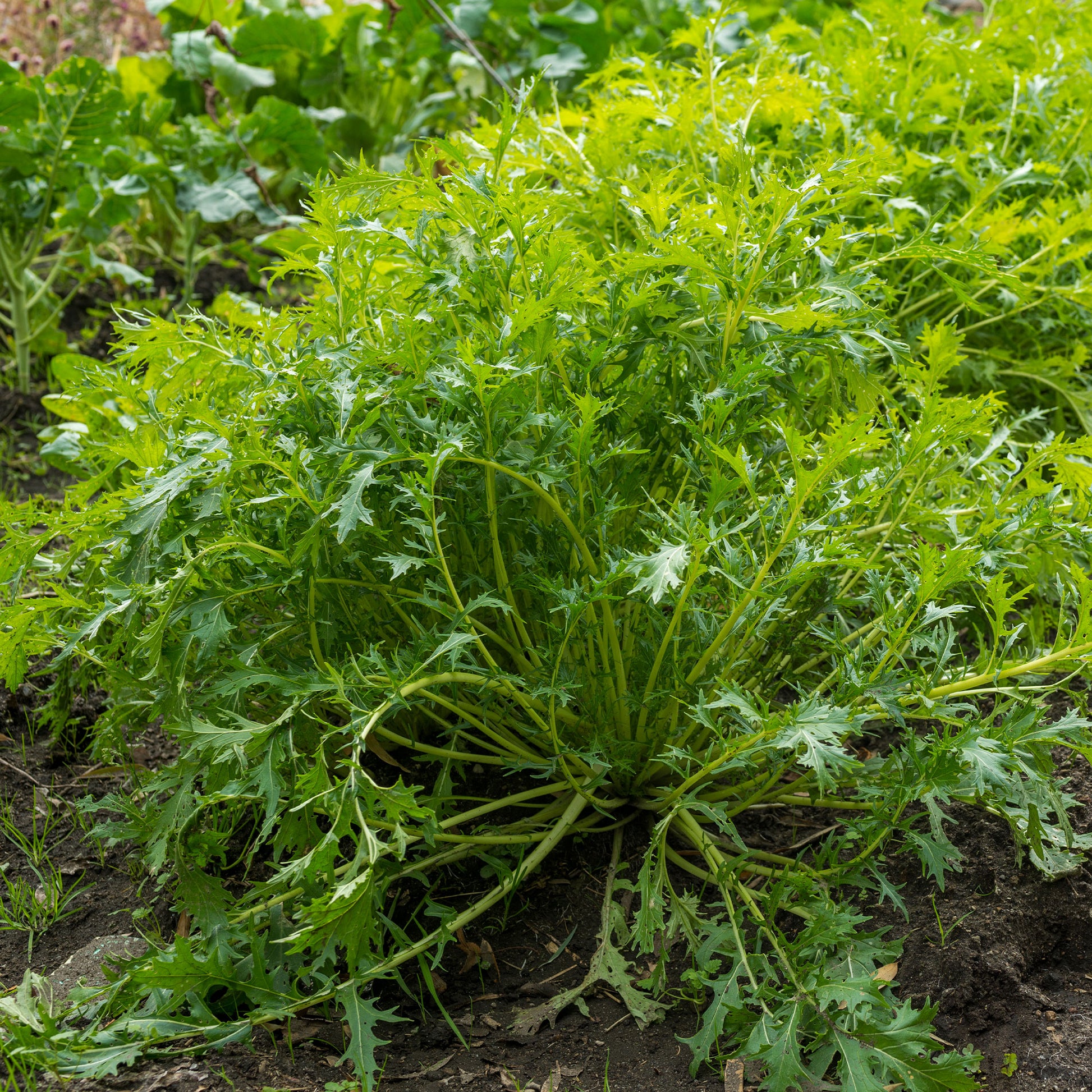Japanischer Salatkohl Mizuna Bio - Brassica rapa japonica mizuna - Bakker