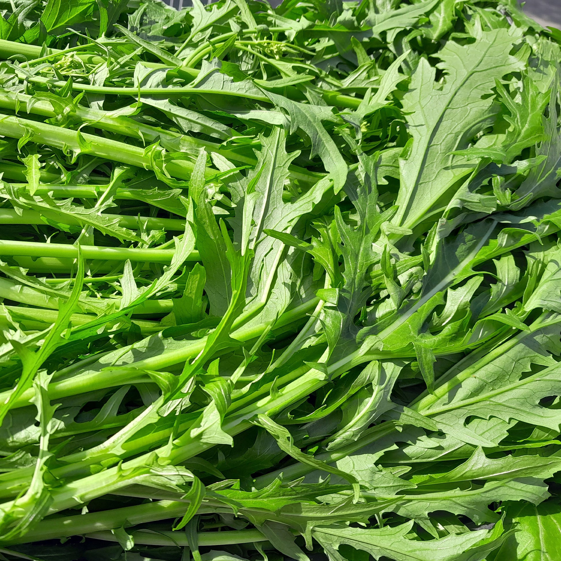 Verkauf Japanischer Salatkohl Mizuna Bio - Brassica rapa japonica mizuna