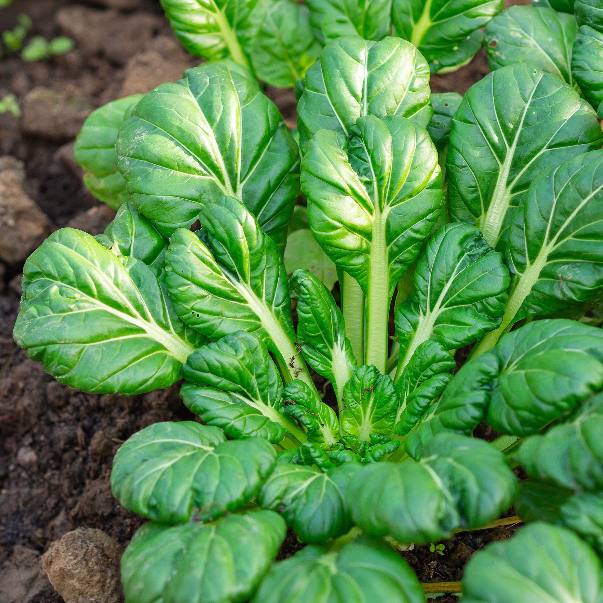 Chinakohl ‘Tatsoi’ Bio - Brassica rapa rosularis - Bakker