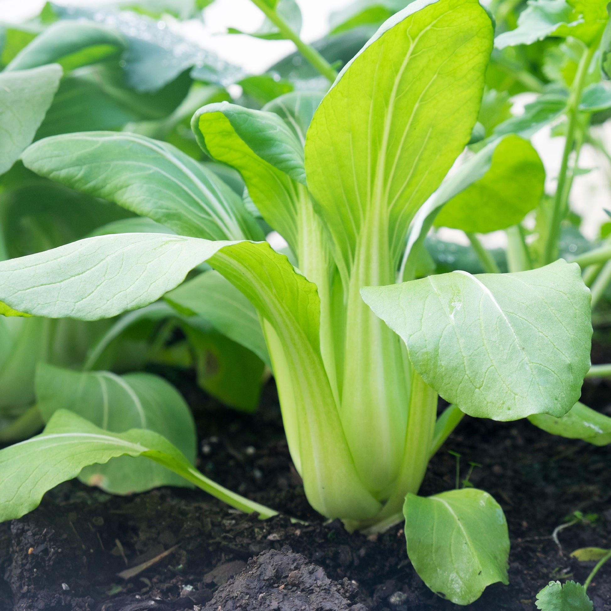 Brassica campestris chinensis green fortune - Pak Choi ‘Green Fortune’ F1 - Samen für Kohl