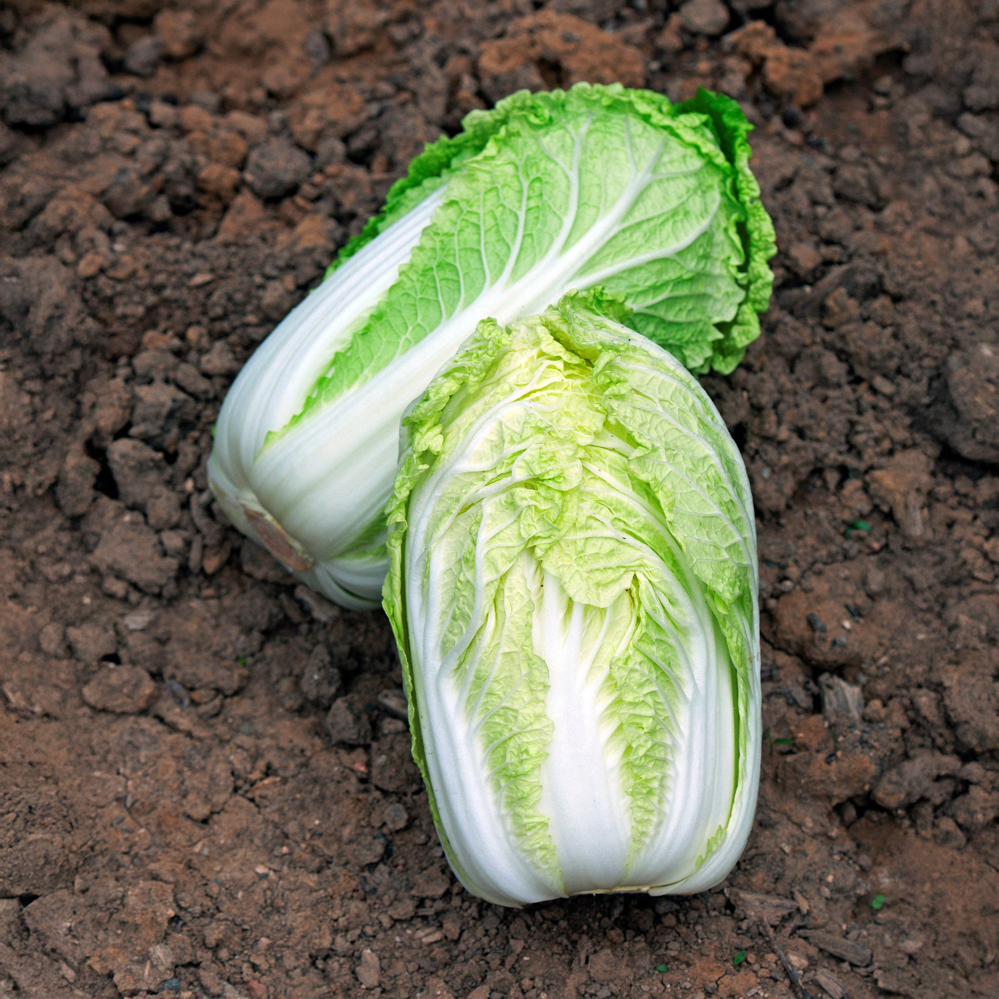 Chinakohl ‘Spectrum’ F1 - Brassica pekinensis spectrum f1 - Bakker