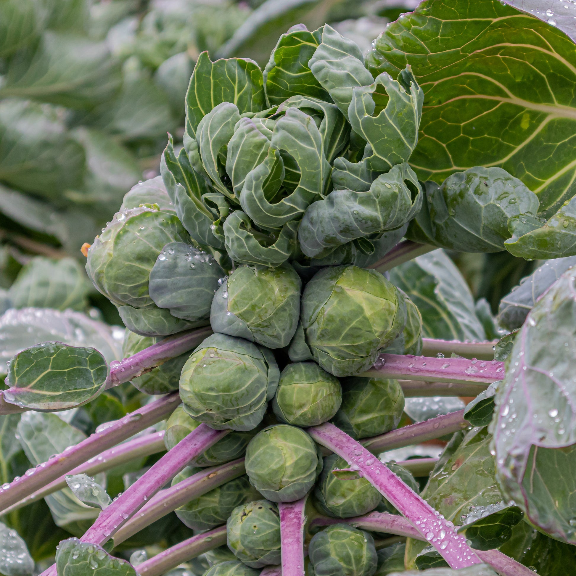 Rosenkohl Roodnerf - Brassica oleracea gemmifera Roodnerf - Bakker