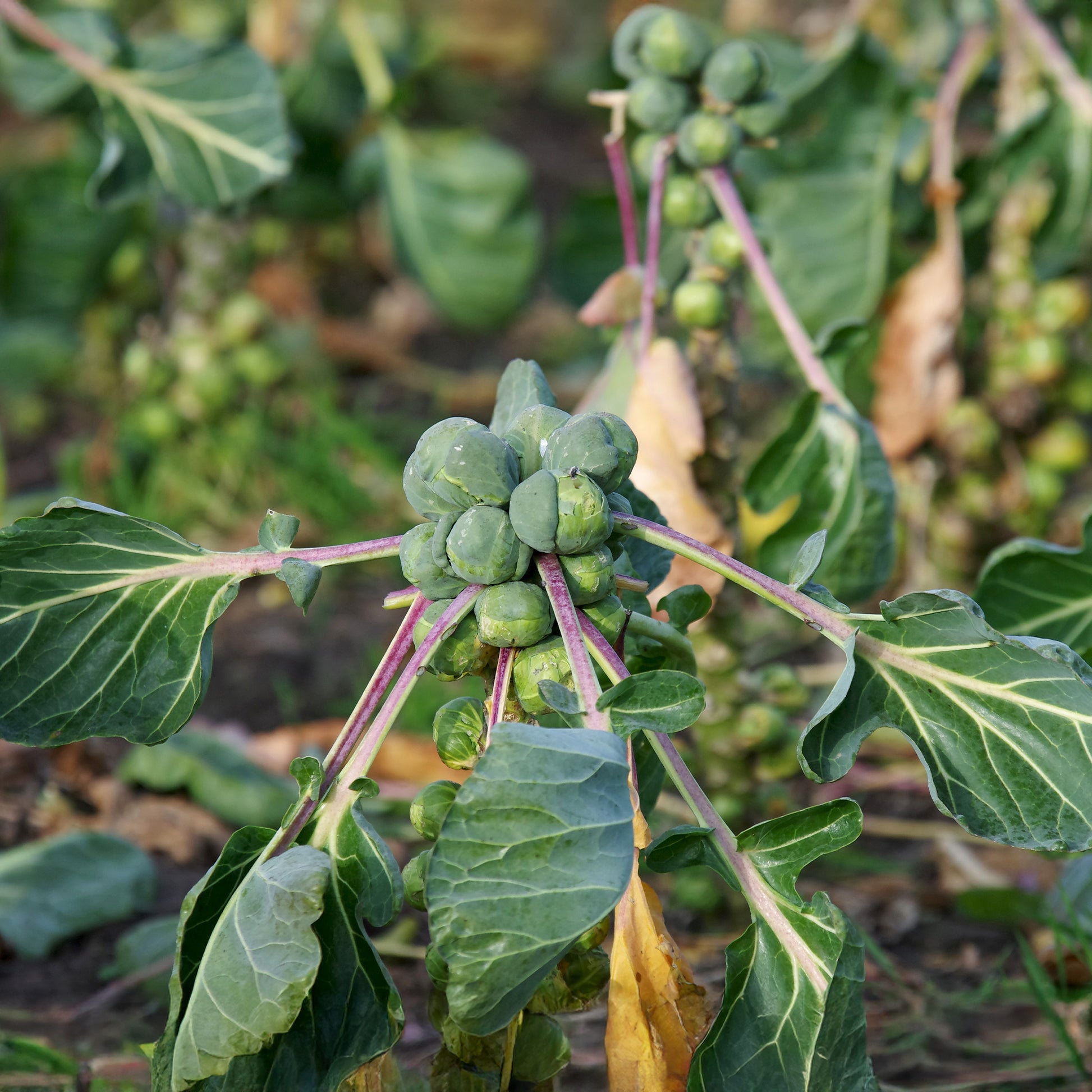 Rosenkohl Roodnerf - Bakker