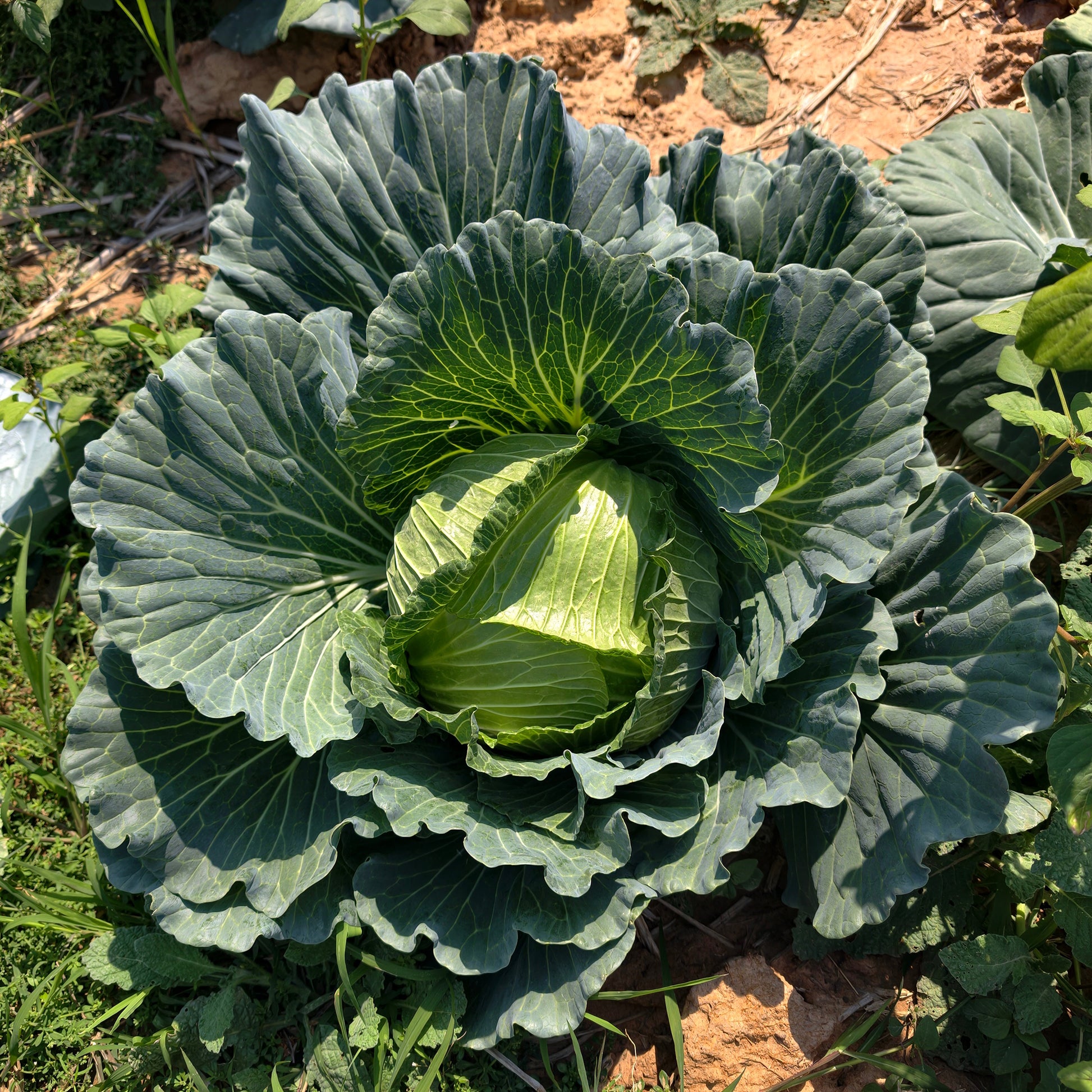 Brassica oleracea capitata de brunswick - Weißkohl ‘De Brunswick’ - Samen für Kohl