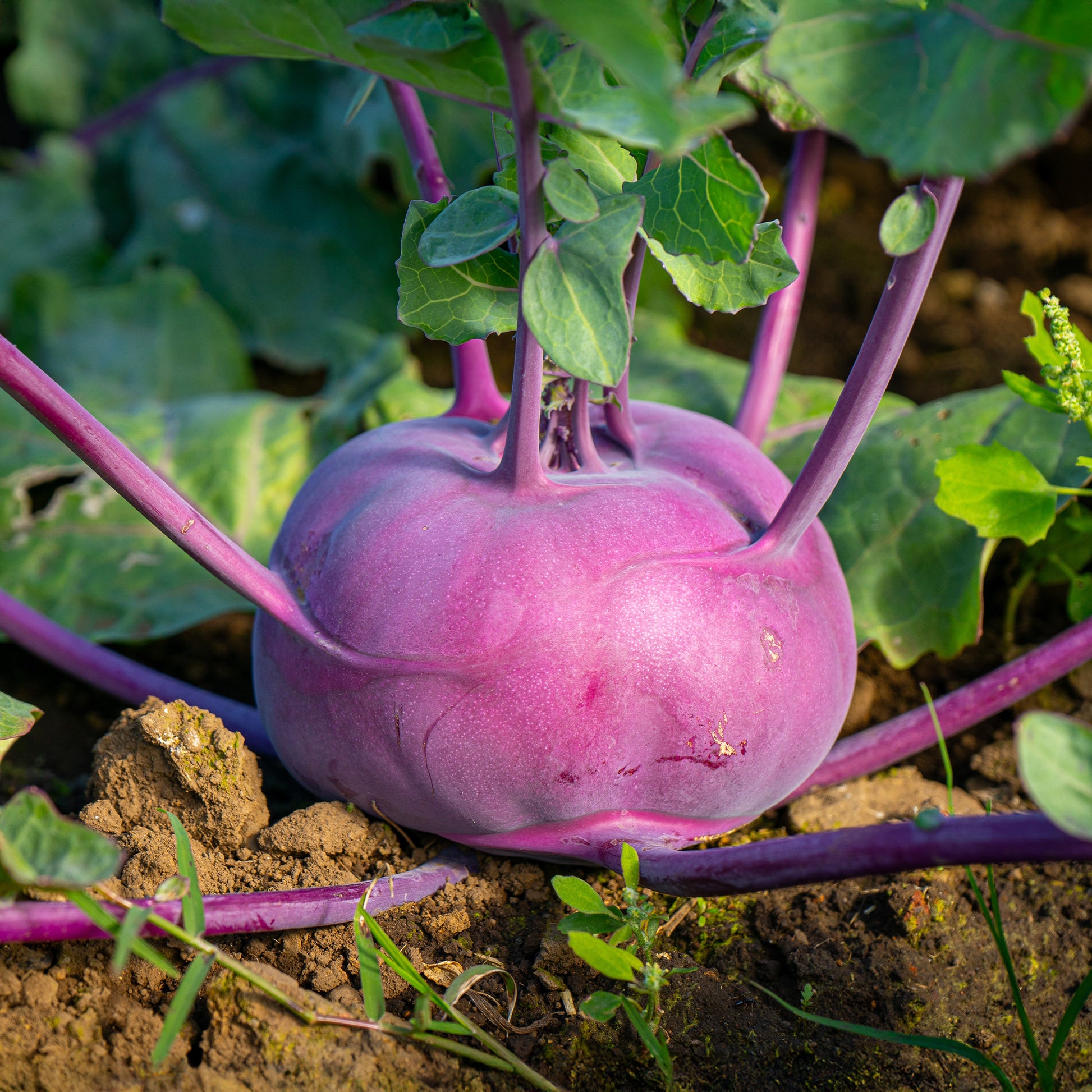 Kohlrabi violett ‘Blaro’ Bio - Brassica oleracea blaro - Bakker
