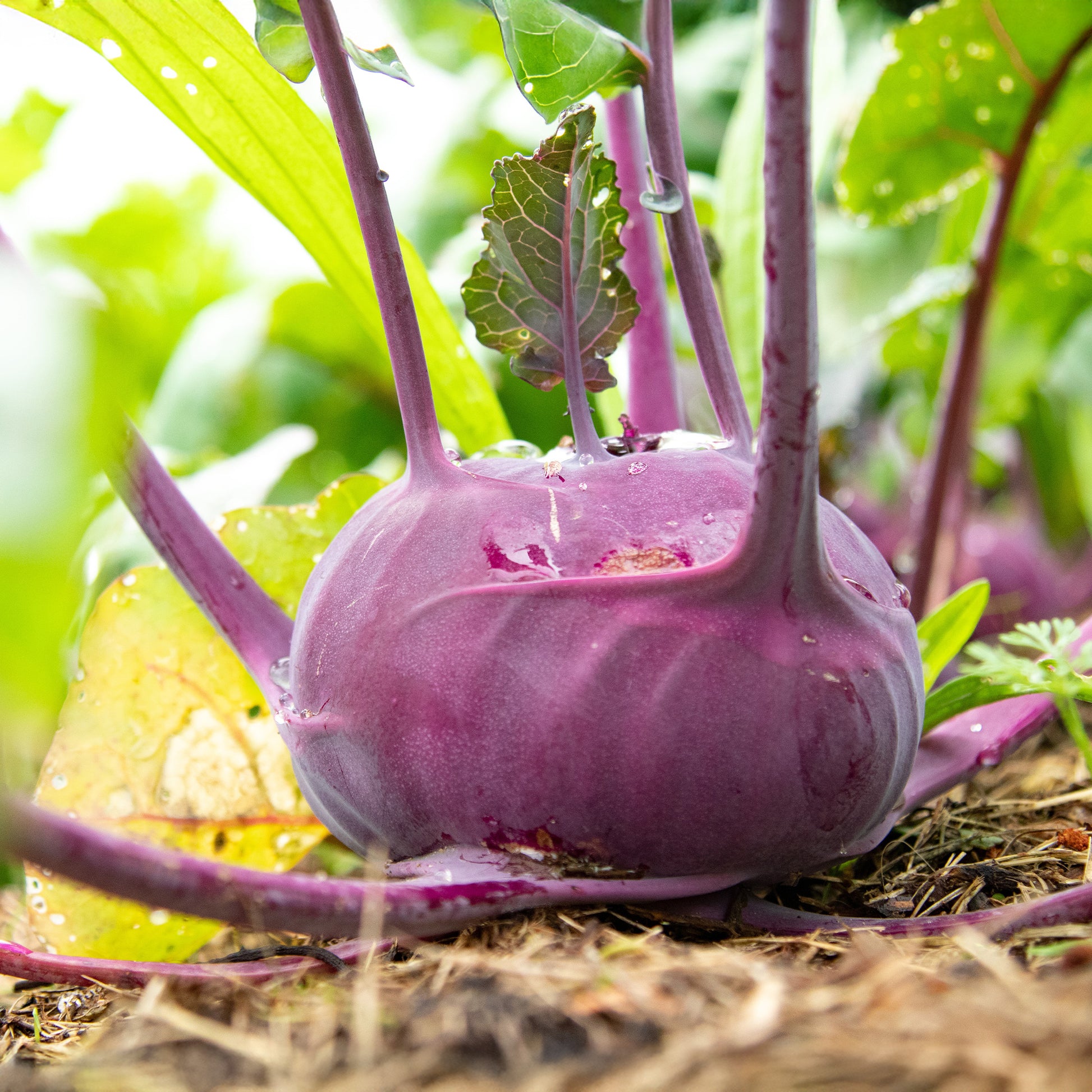 Kohlrabi violett ‘Blaro’ Bio - Bakker