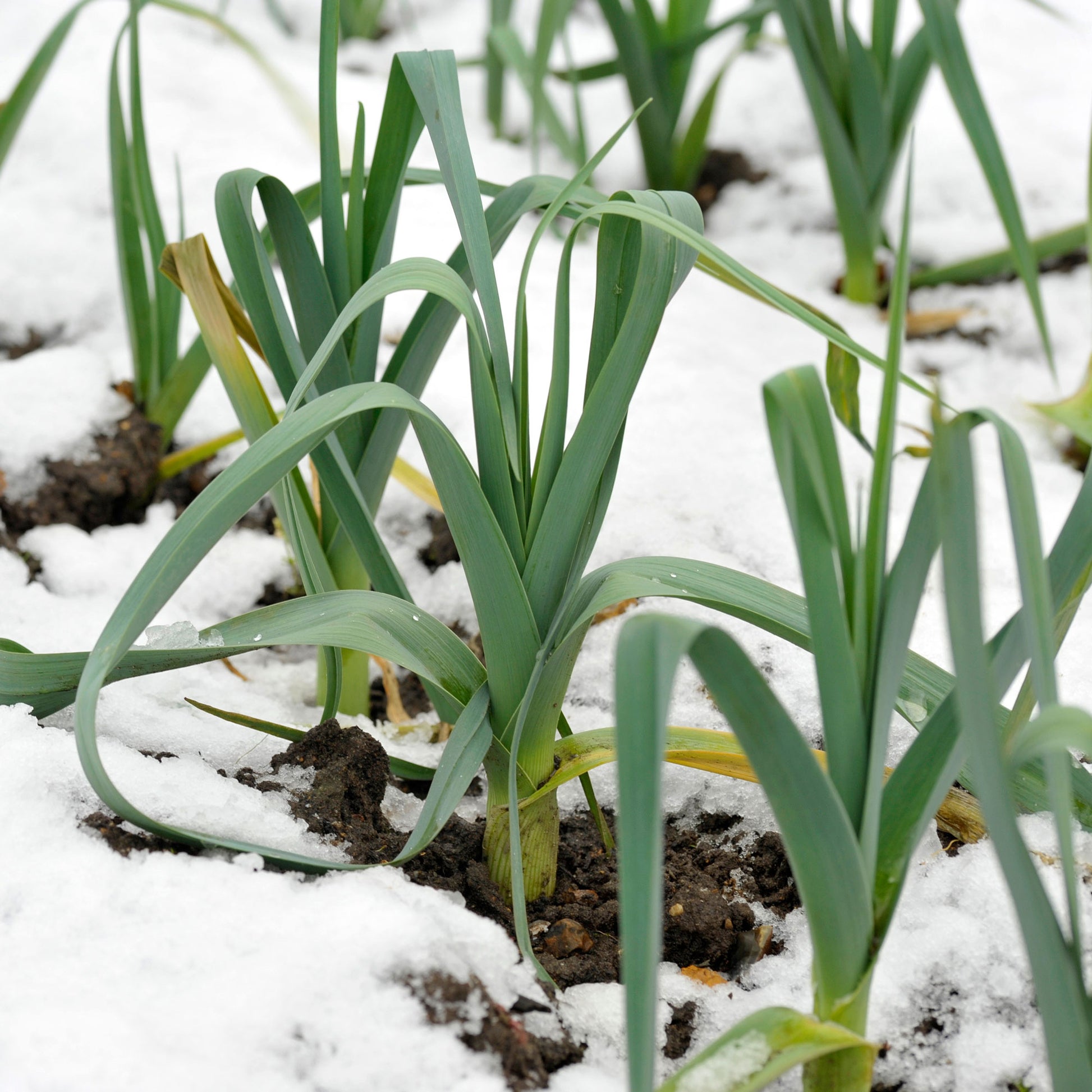 Porree ‘Farinto’ (Blau d’hiver) - Allium porrum bleu d'hiver farinto - Bakker