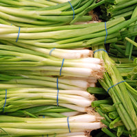 Verkauf Frühlingszwiebel Ishikura Long White - Allium fistulosum ishikura long white