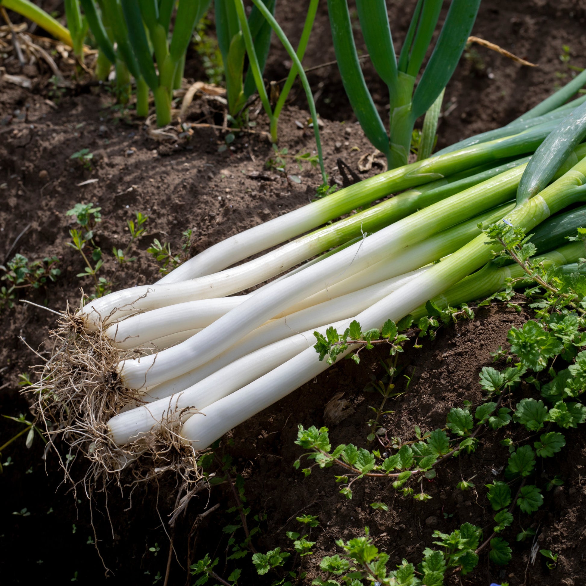 Gewürzkräuter - Frühlingszwiebel Ishikura Long White - Allium fistulosum ishikura long white