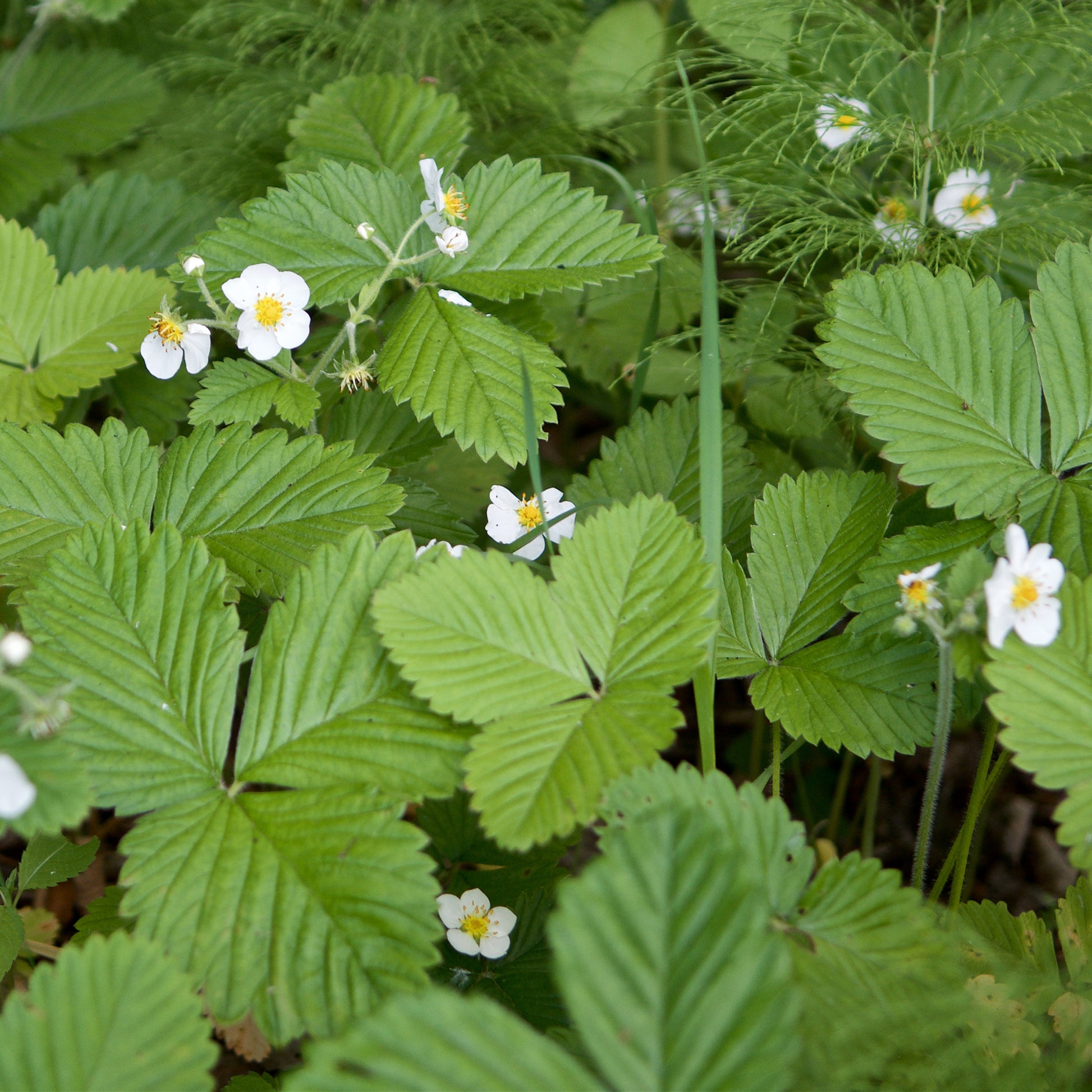 Fragaria vesca ruegen - Walderdbeere ‘Rügen’ - Andere Obst-Saatgüter