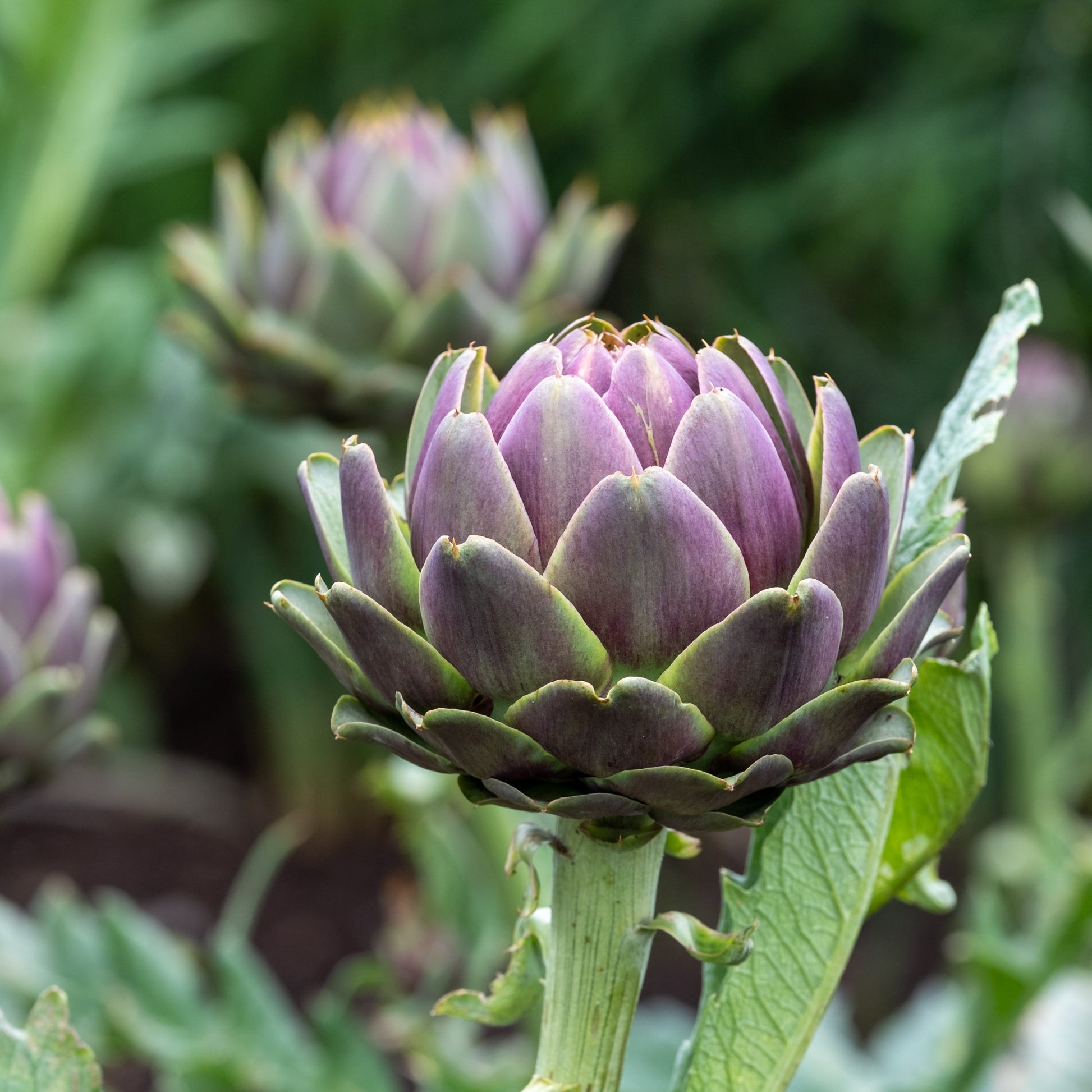 Artischocke - Artischocke ‘Violet de Provence’ - Cynara cardunculus scolymus Violet de Provence