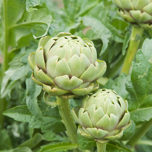 Artischocke ‘Vert de Provence’ - Bakker