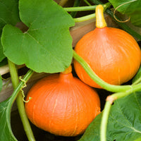 Cucurbita maxima uchiki kuri - Kürbis Uchiki Kuri Bio - Samen für Kürbisse