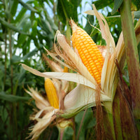 Zuckermais Golden Bantam Bio - Zea mays golden bantam - Bakker