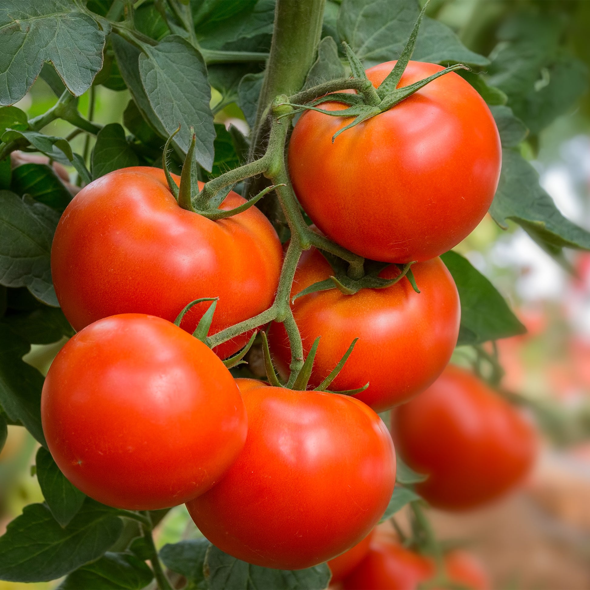 Tomate ‘Bonset’ F1 - Bakker