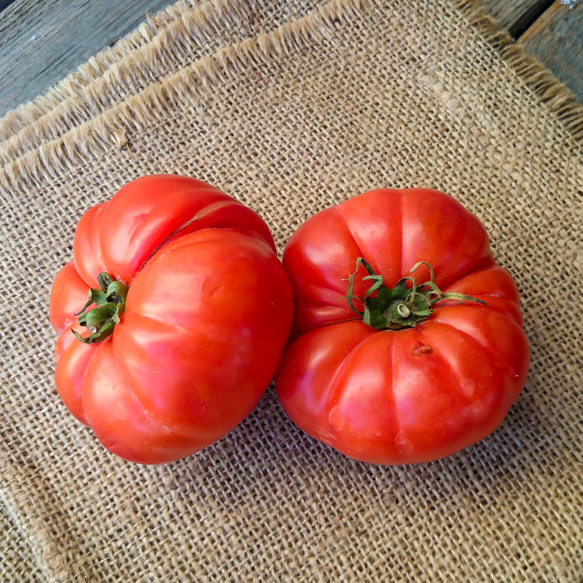 Solanum lycopersicum Marmande - Fleischtomate Marmande - Samen für Tomaten