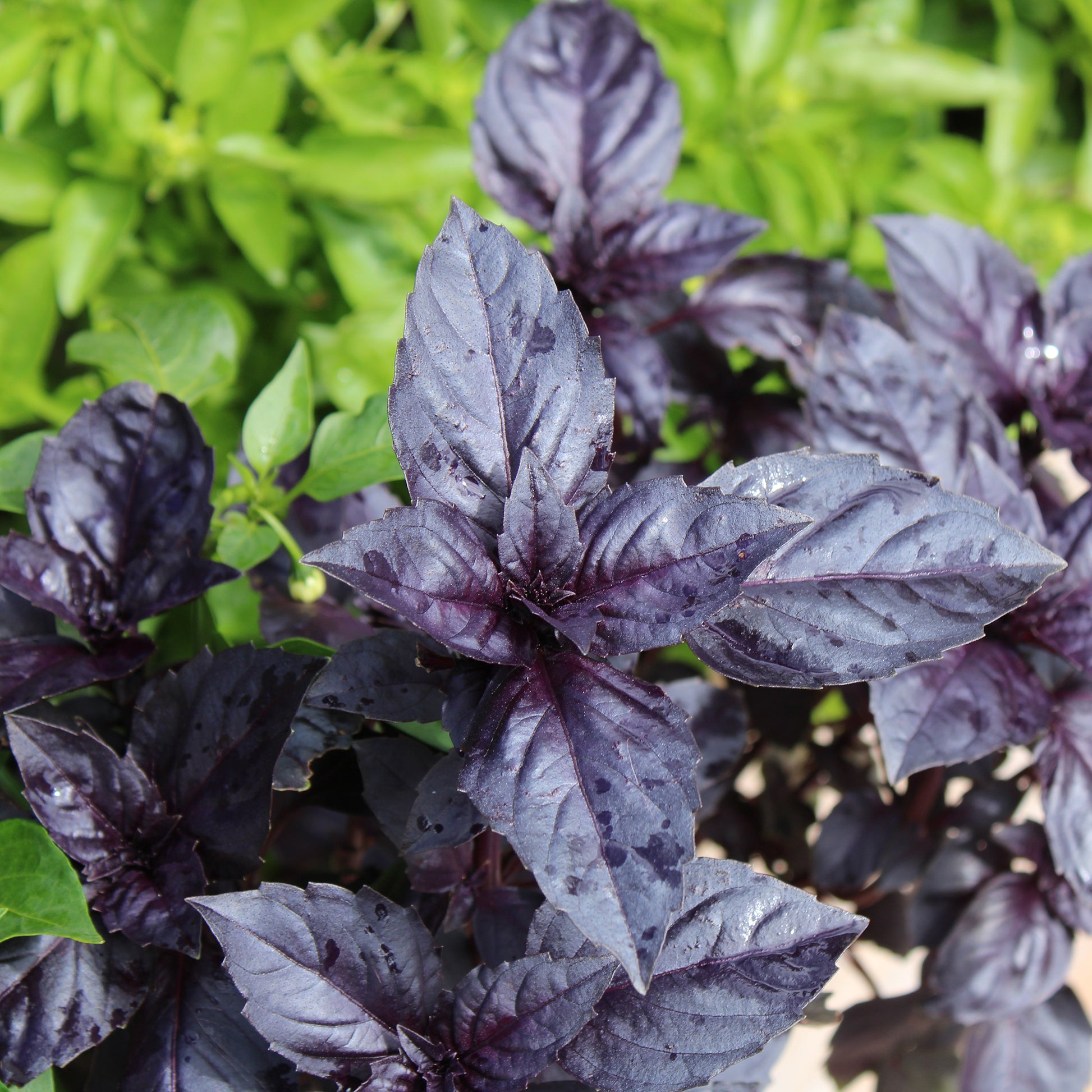 Rotblättriger Basilikum Dark Opal Bio - Ocimum basilicum dark opal - Bakker