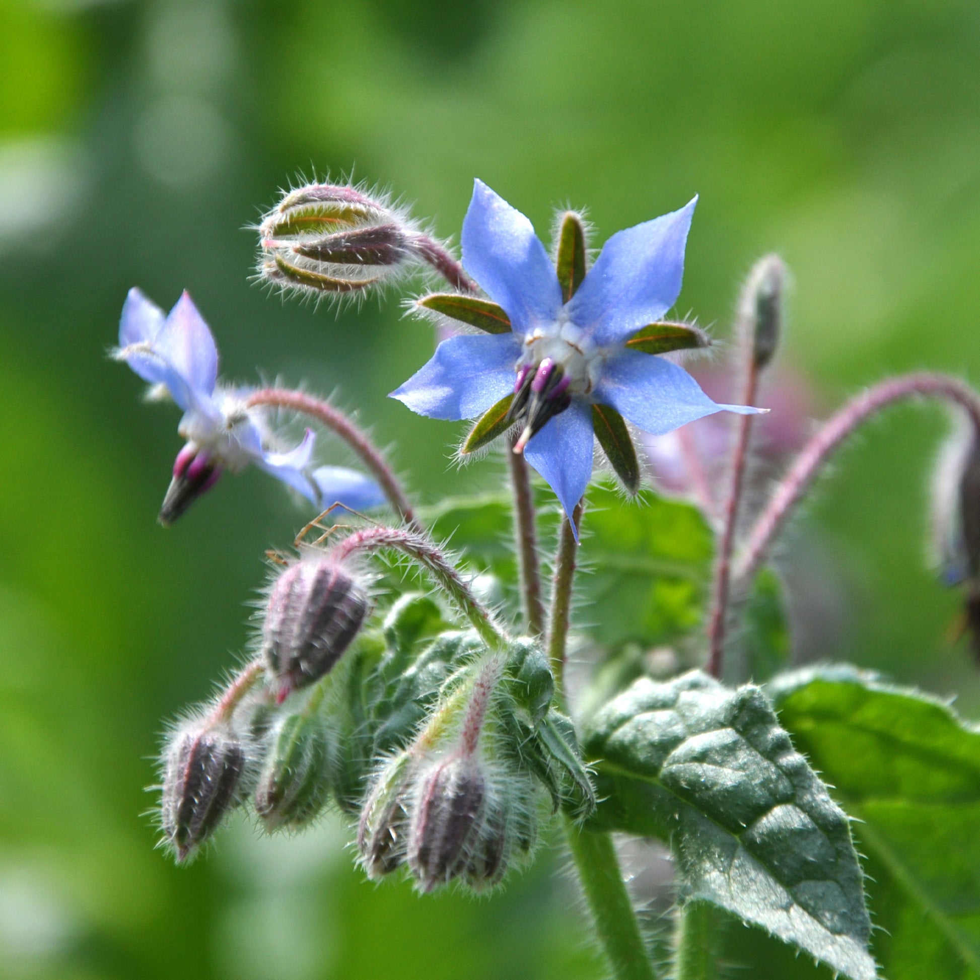 Borretsch Blau Bio - Borago officinalis - Bakker