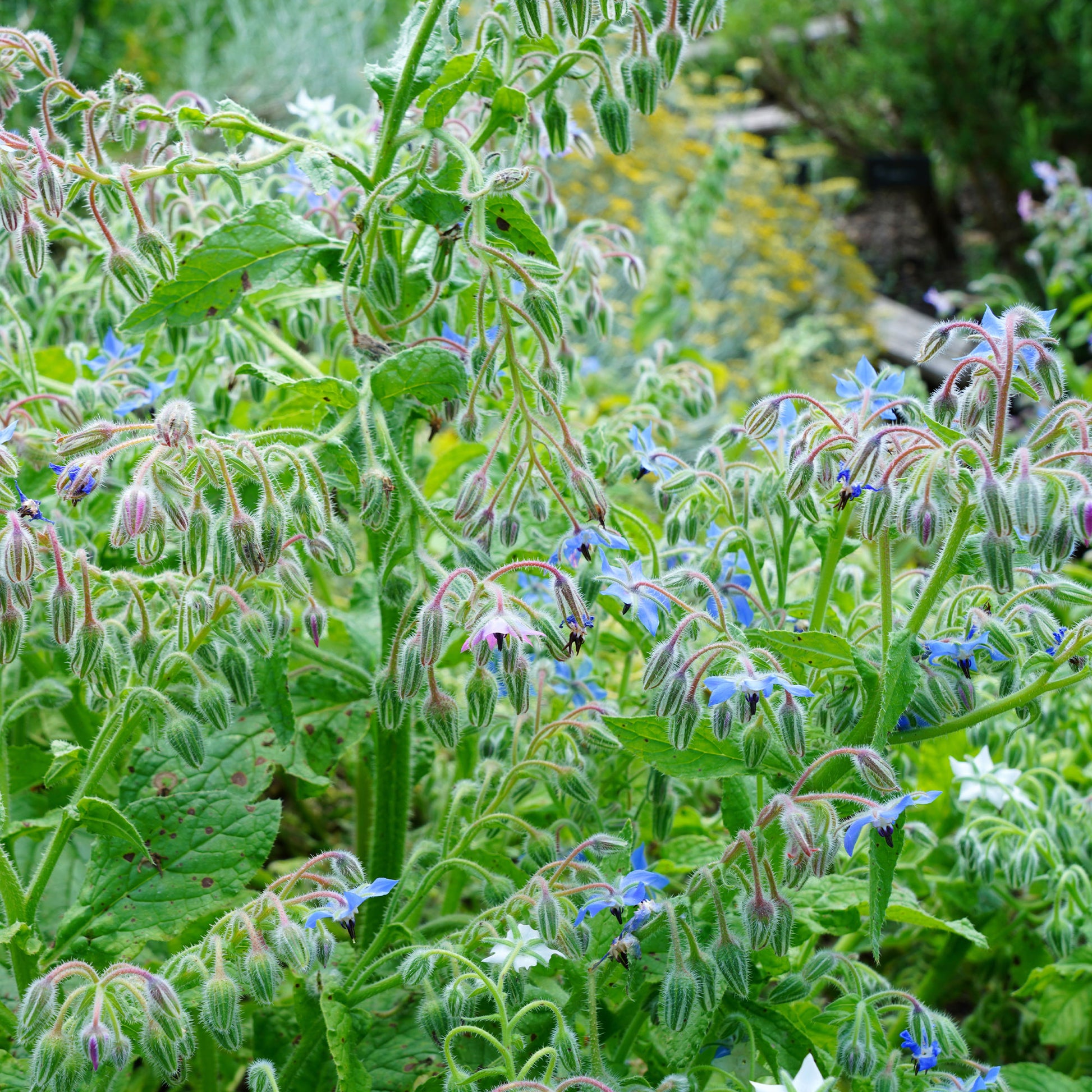 Borago officinalis - Borretsch Blau Bio - Samen für einjährige Blumen