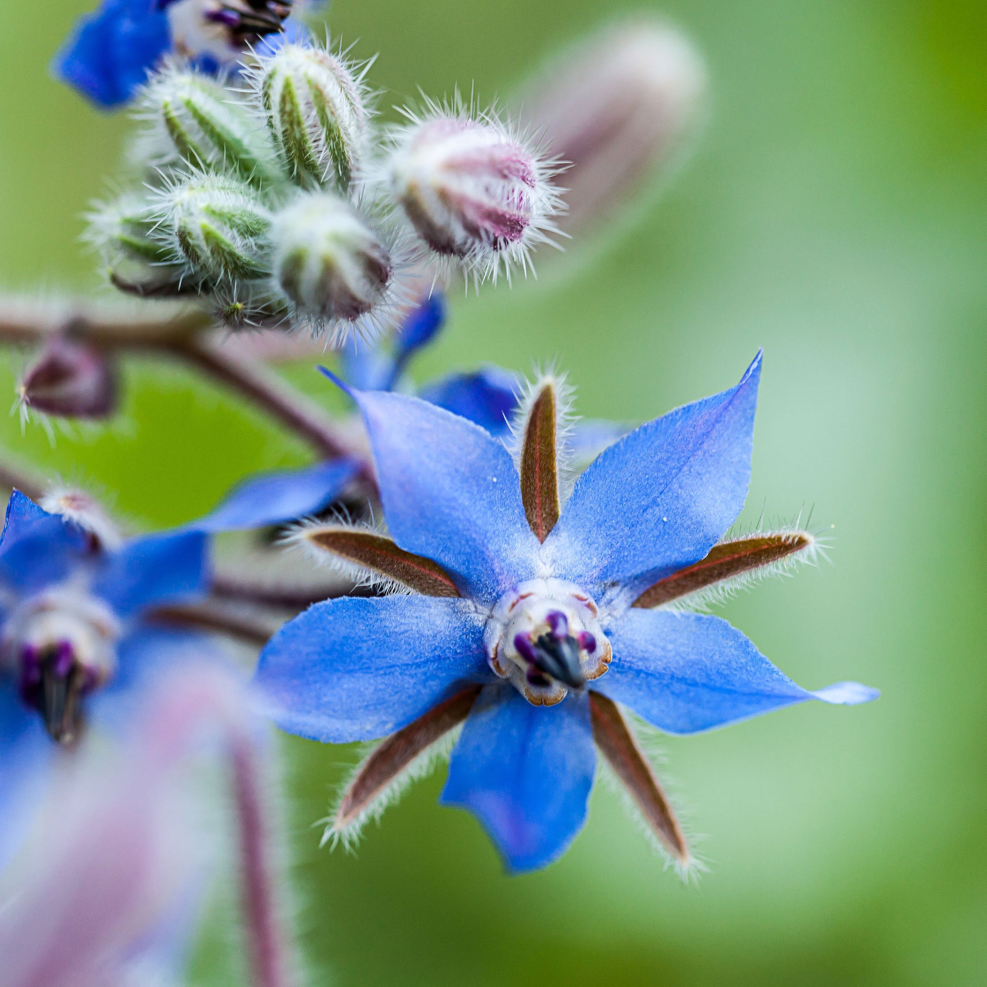 Borago officinalis - Borretsch blau, weiß - Samen für einjährige Blumen