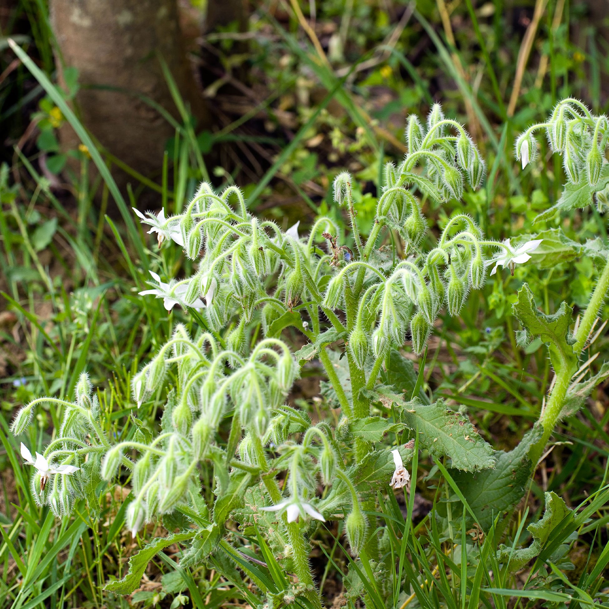 Borretsch blau, weiß - Borago officinalis - Bakker