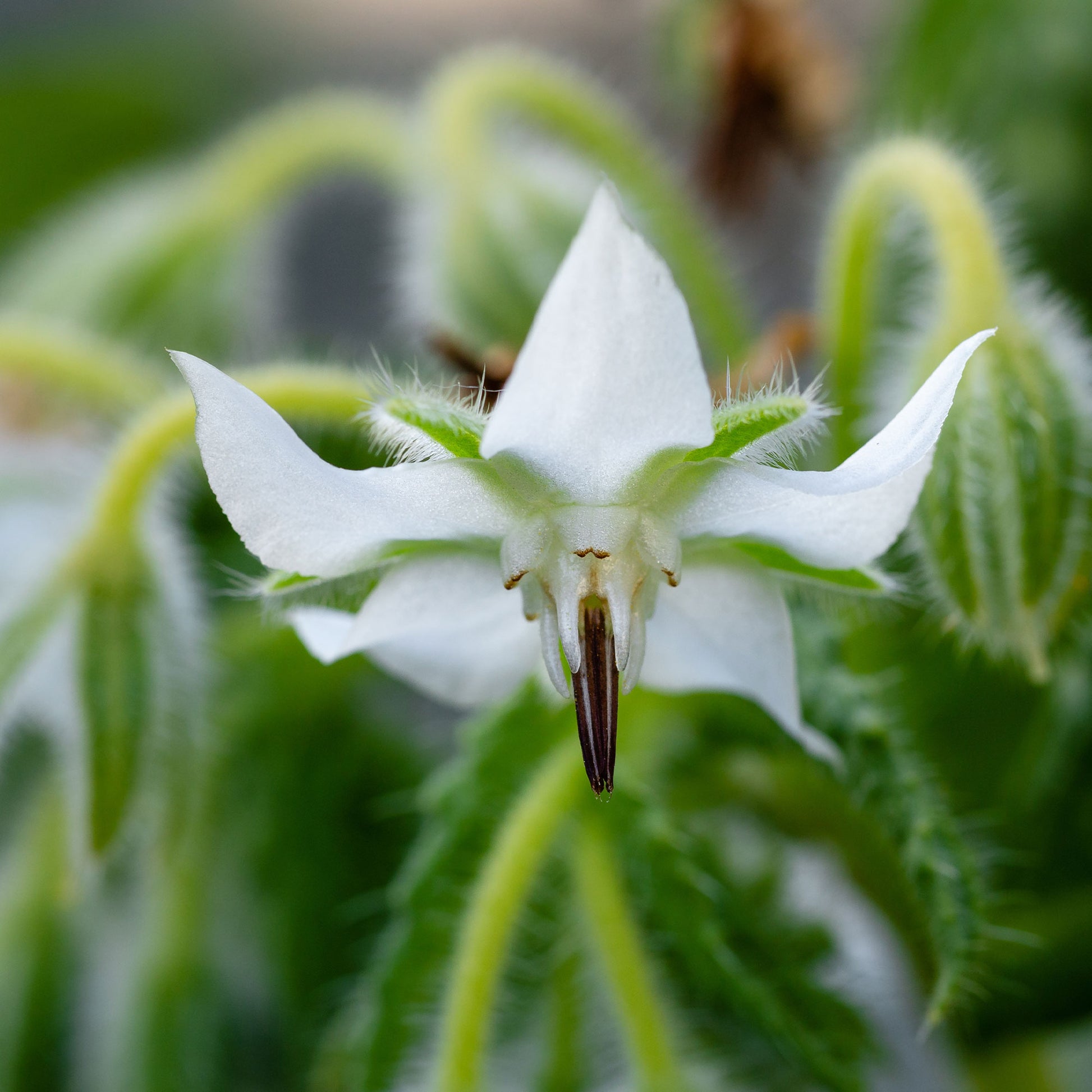 Samen für einjährige Blumen - Borretsch blau, weiß - Borago officinalis