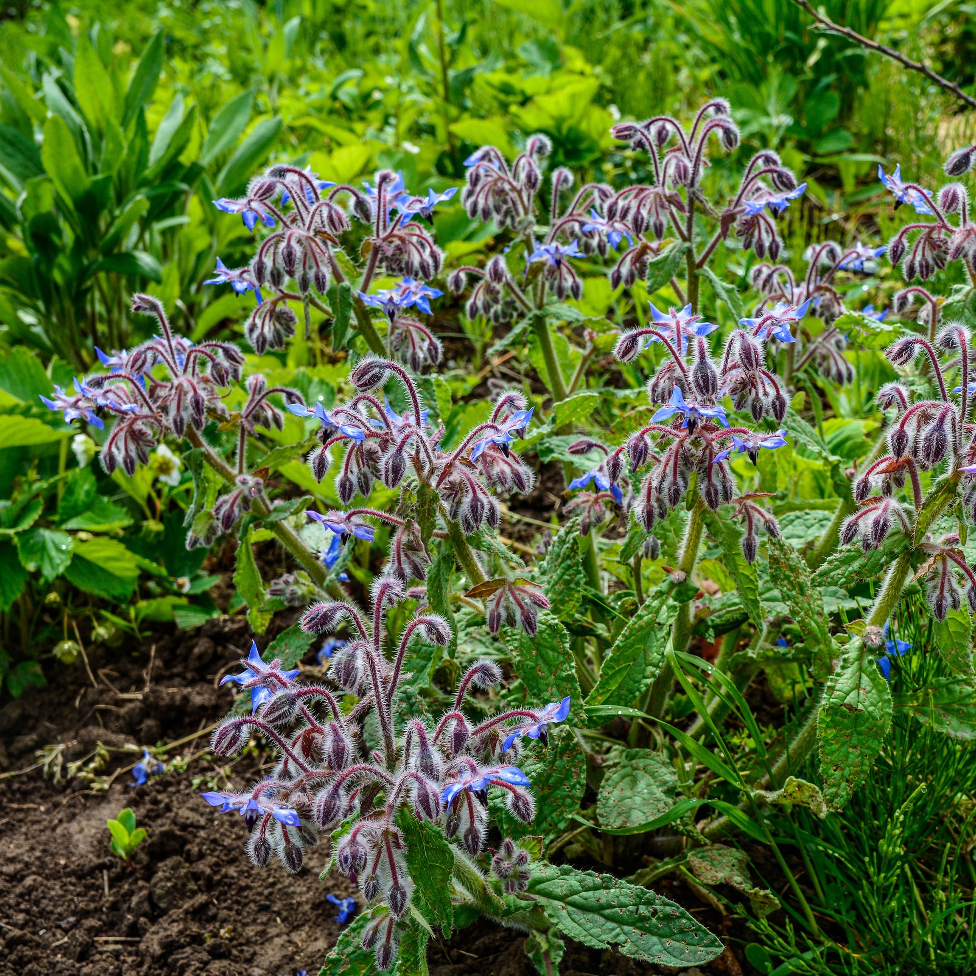 Verkauf Borretsch blau, weiß - Borago officinalis