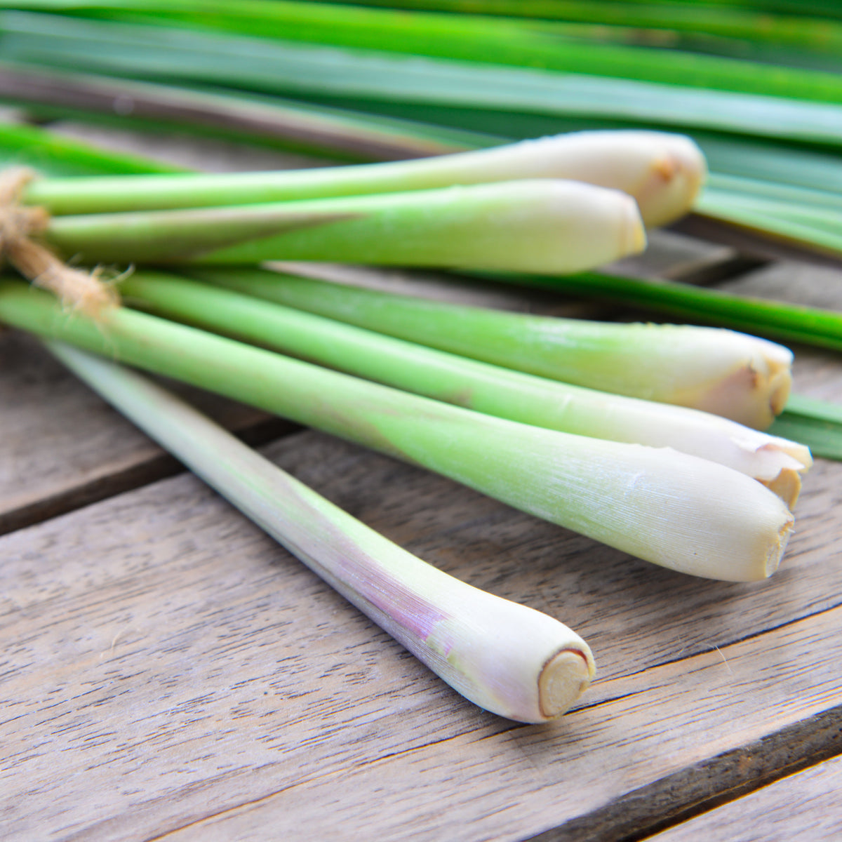 Cymbopogon flexuosus - Zitronengras - Kräutersamen